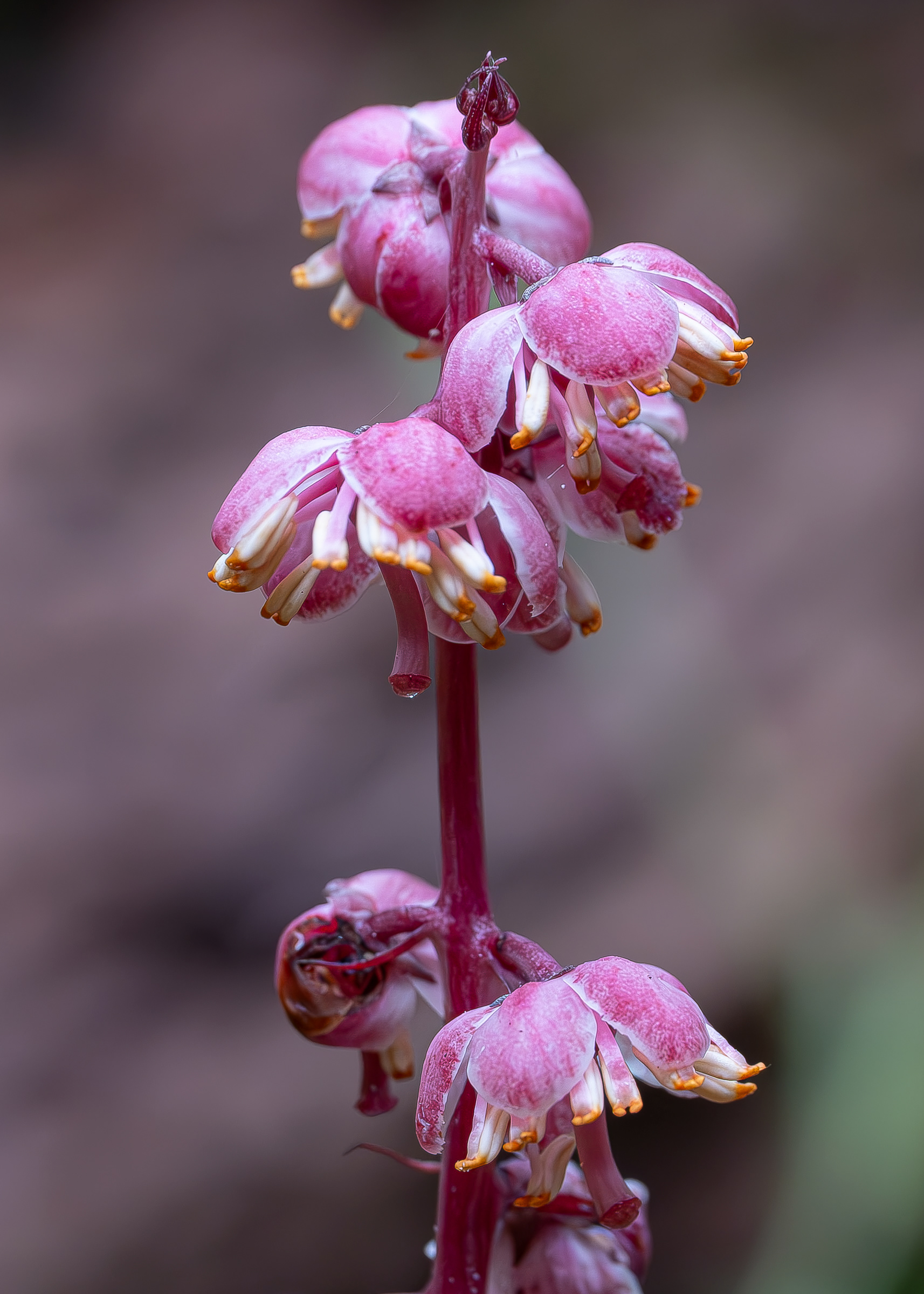 Leafless Wintergreen (Pyrola aphylla), Lopez Hill