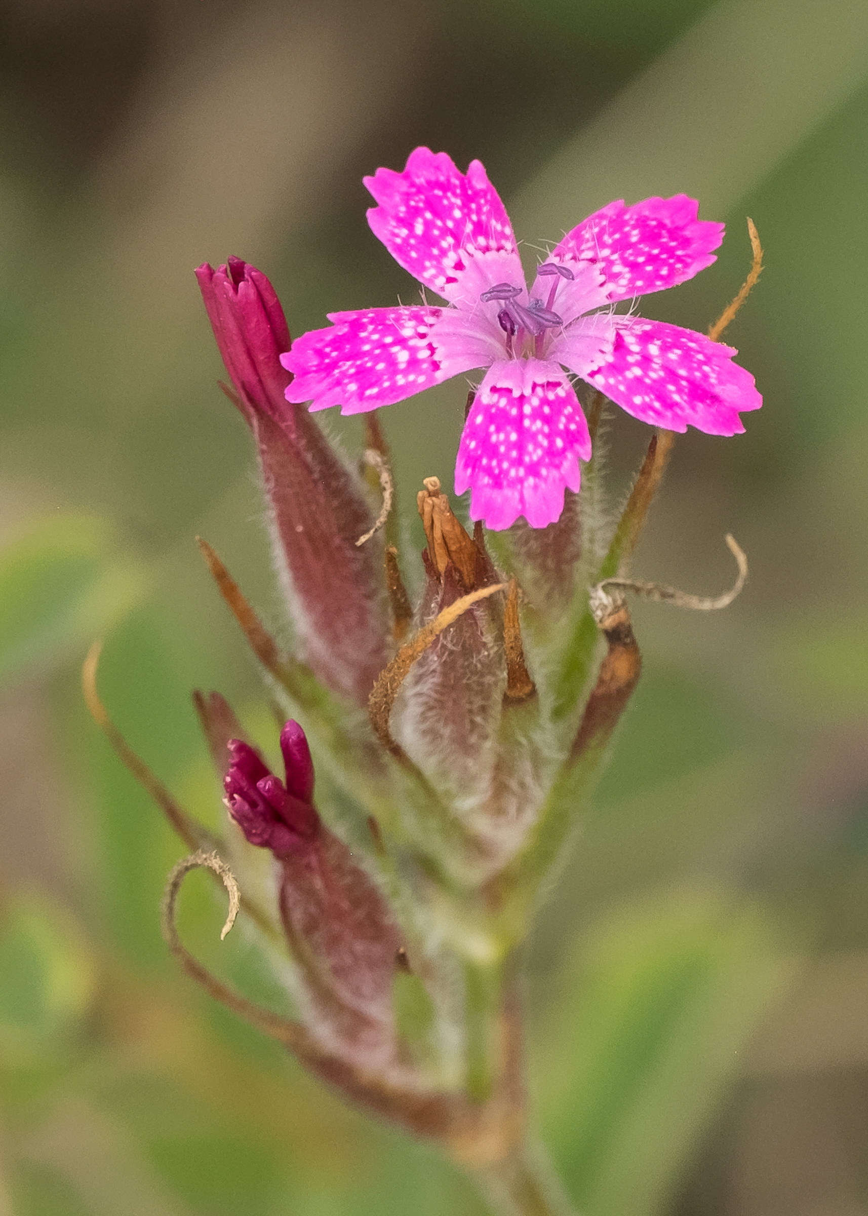 Deptford pink (Dianthus armeria), Iceberg Point