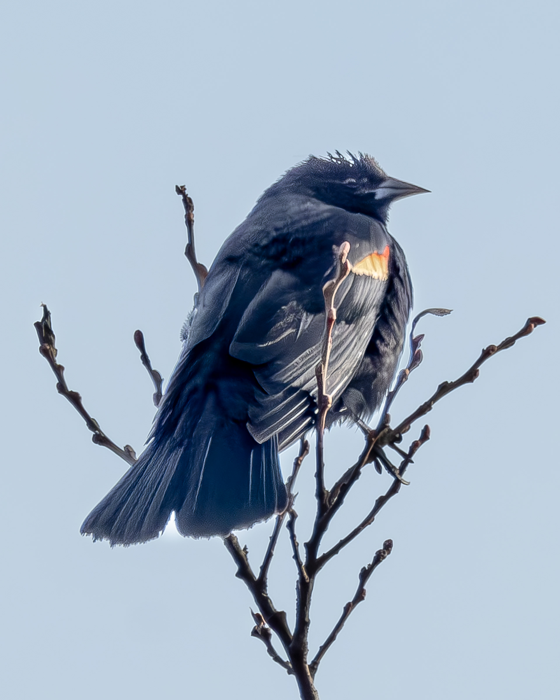 Red-winged Blackbird, Kjargaard Road