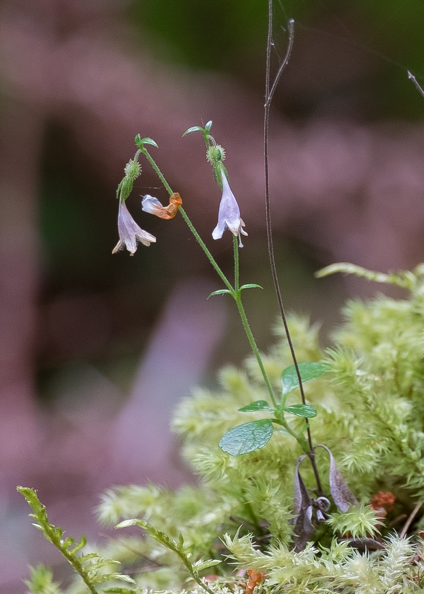 Twin Flower (Linnaea borealis), Point Colville