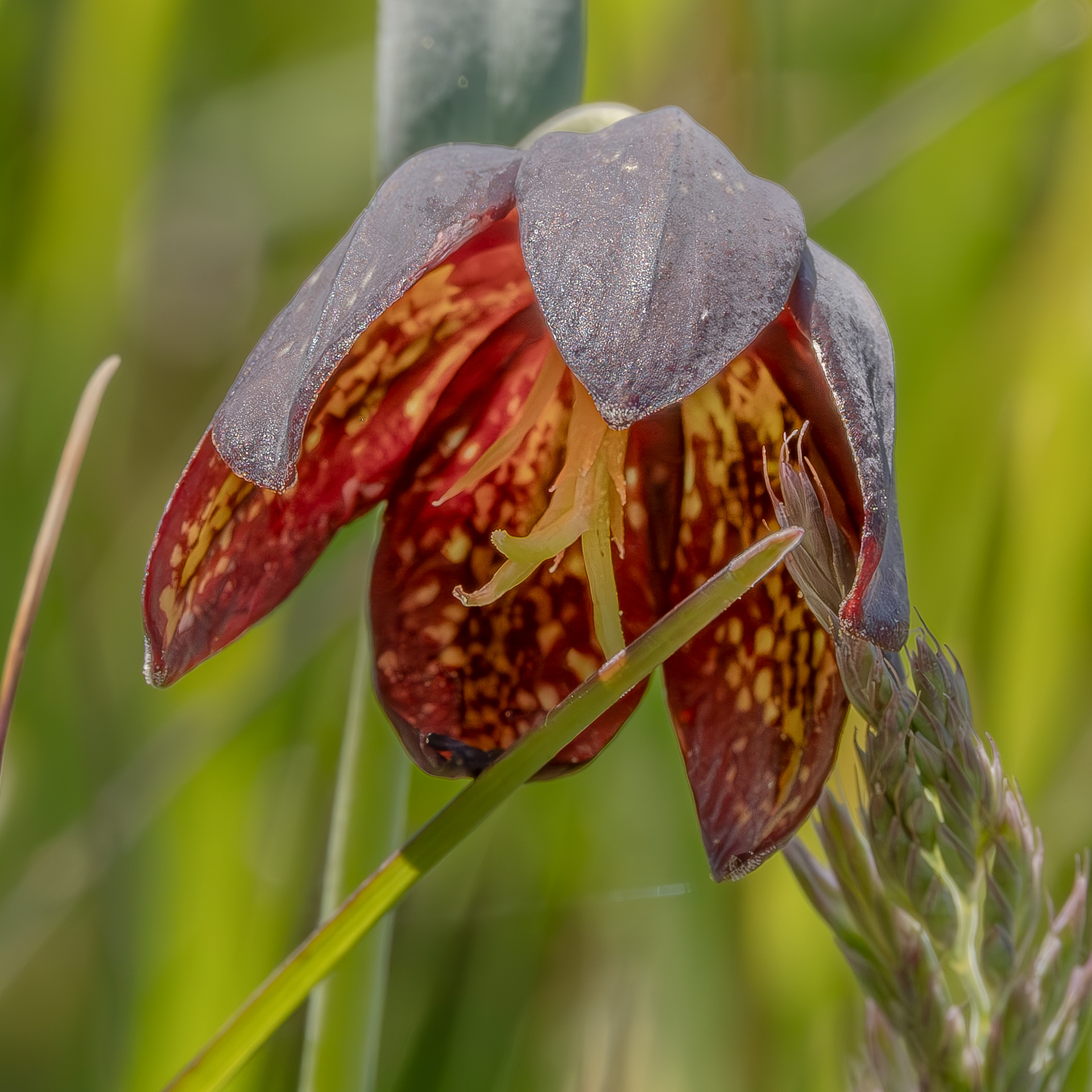 Chocolate Lily (Fritillaria lanceolata) , Iceberg Point