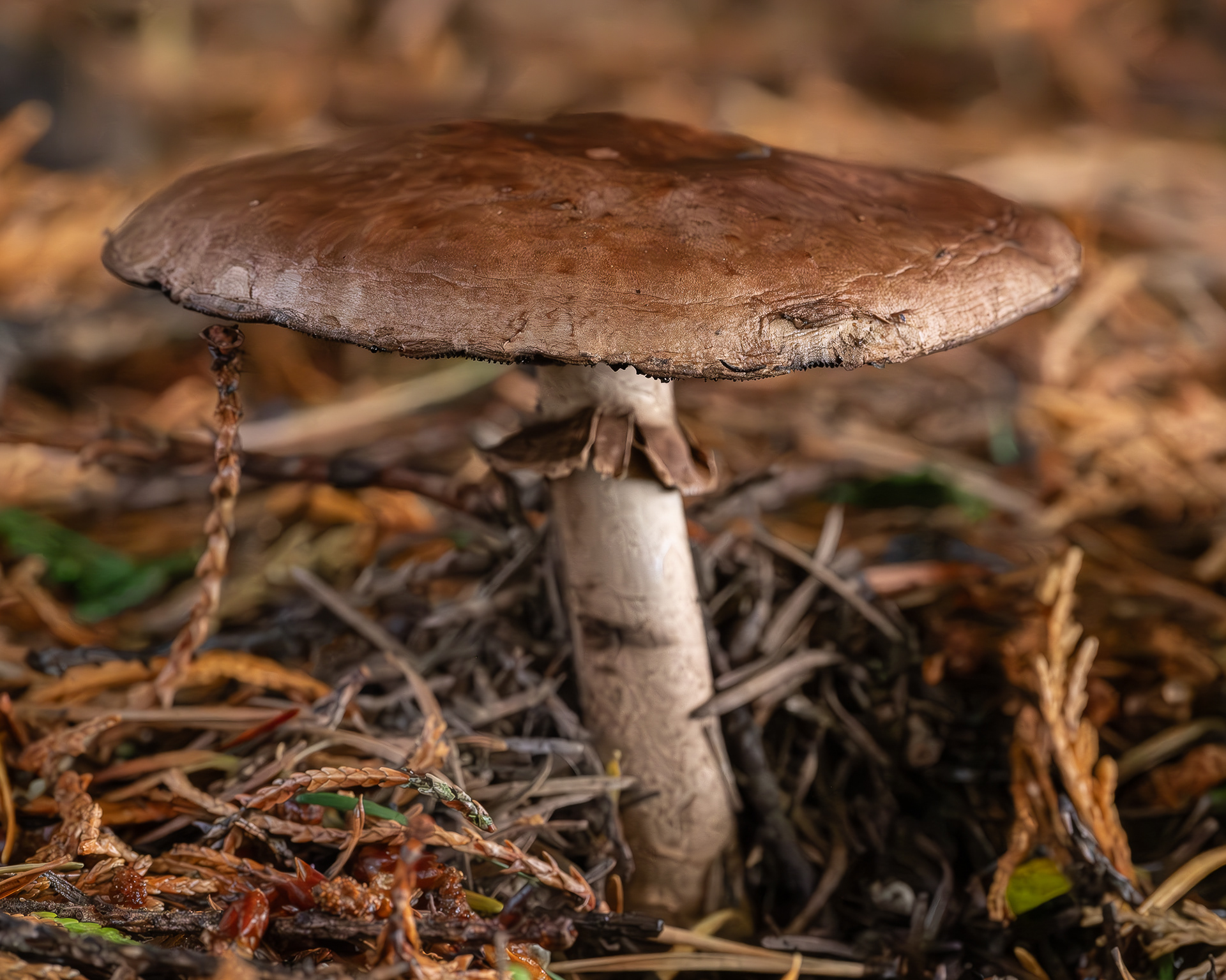 Matte jack (Suillus lakei), Kjargaard Road