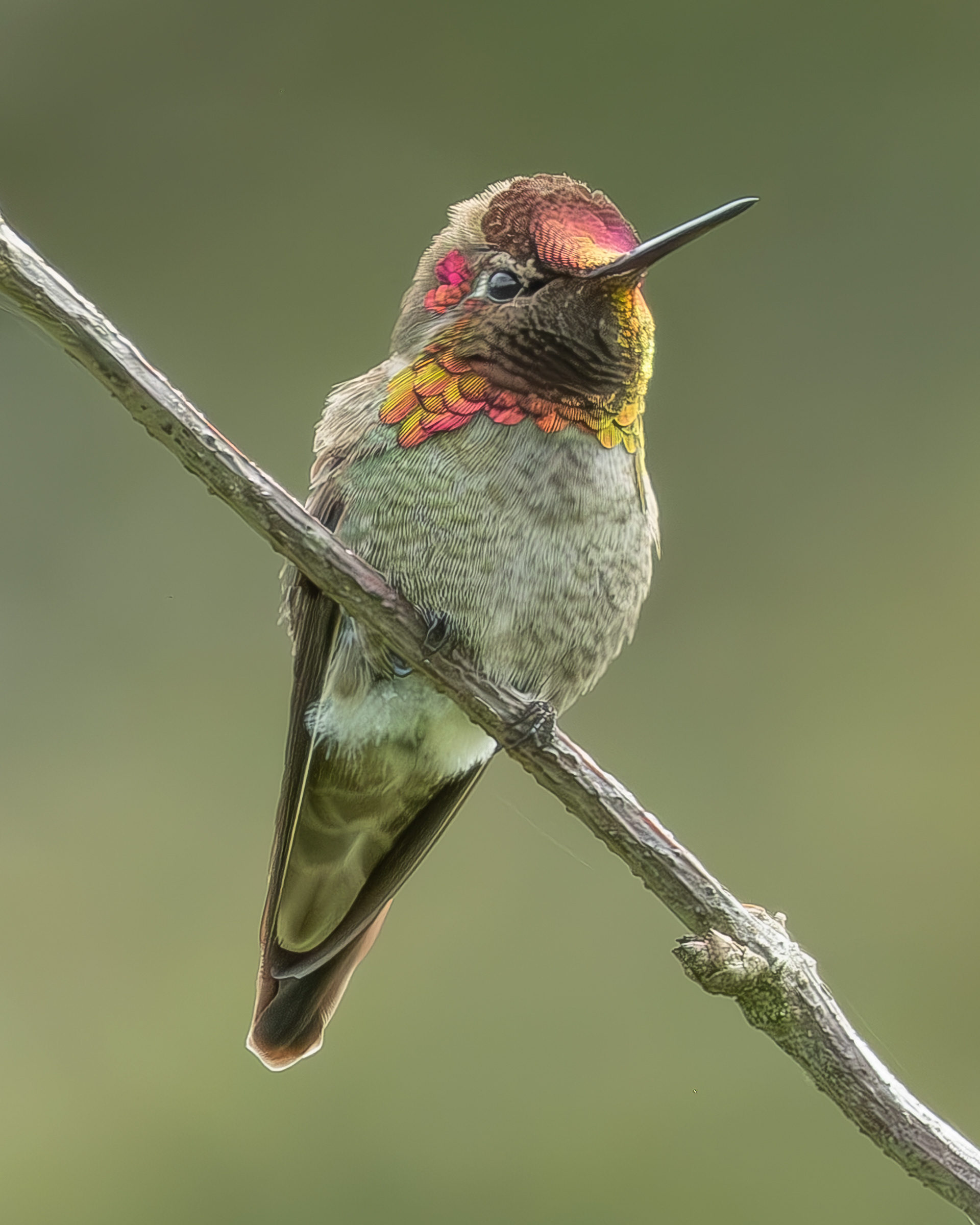 Anna's Hummingbird, Richardson Marsh