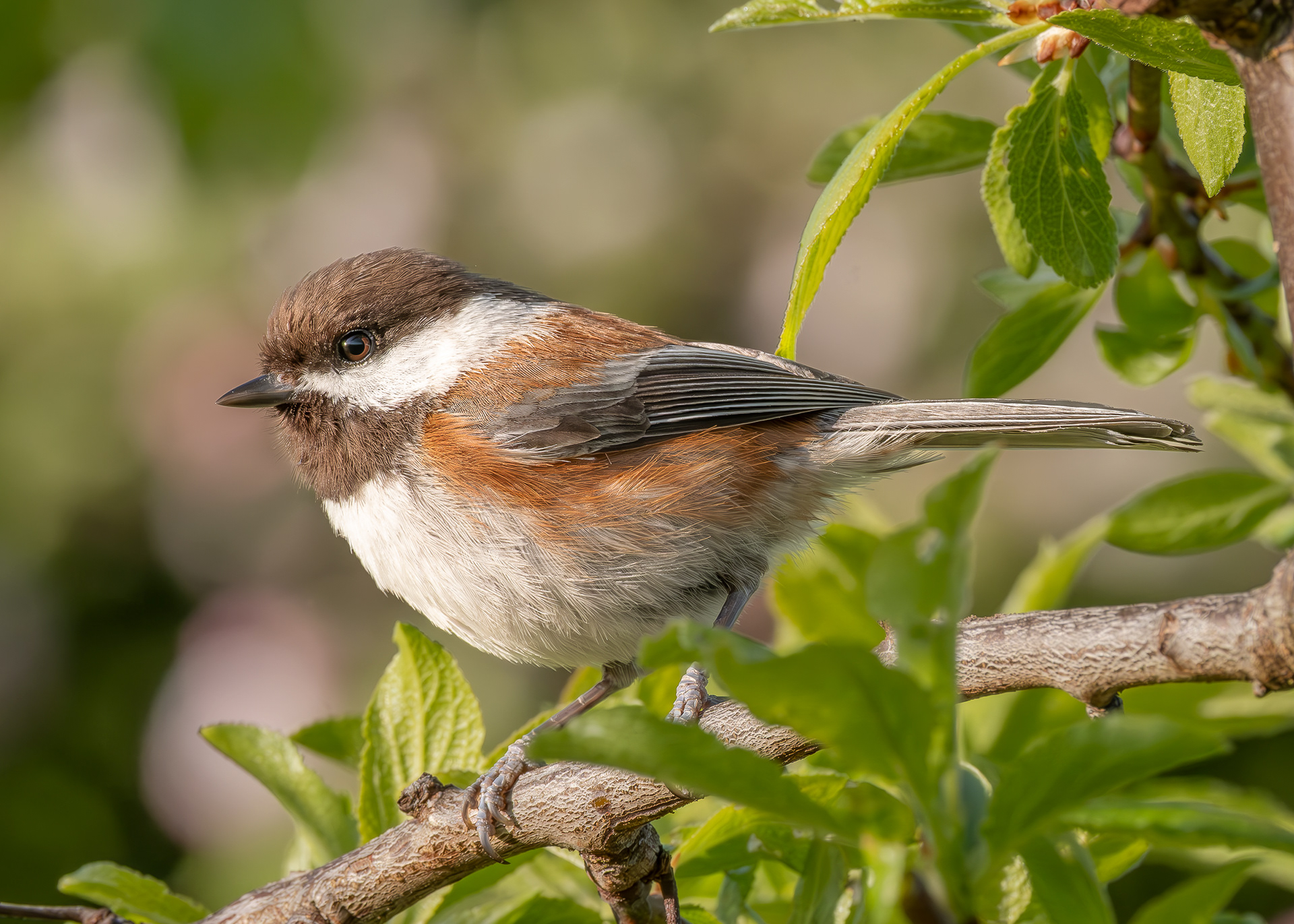 Chestnut-backed Chickadee, Kjargaard Road
