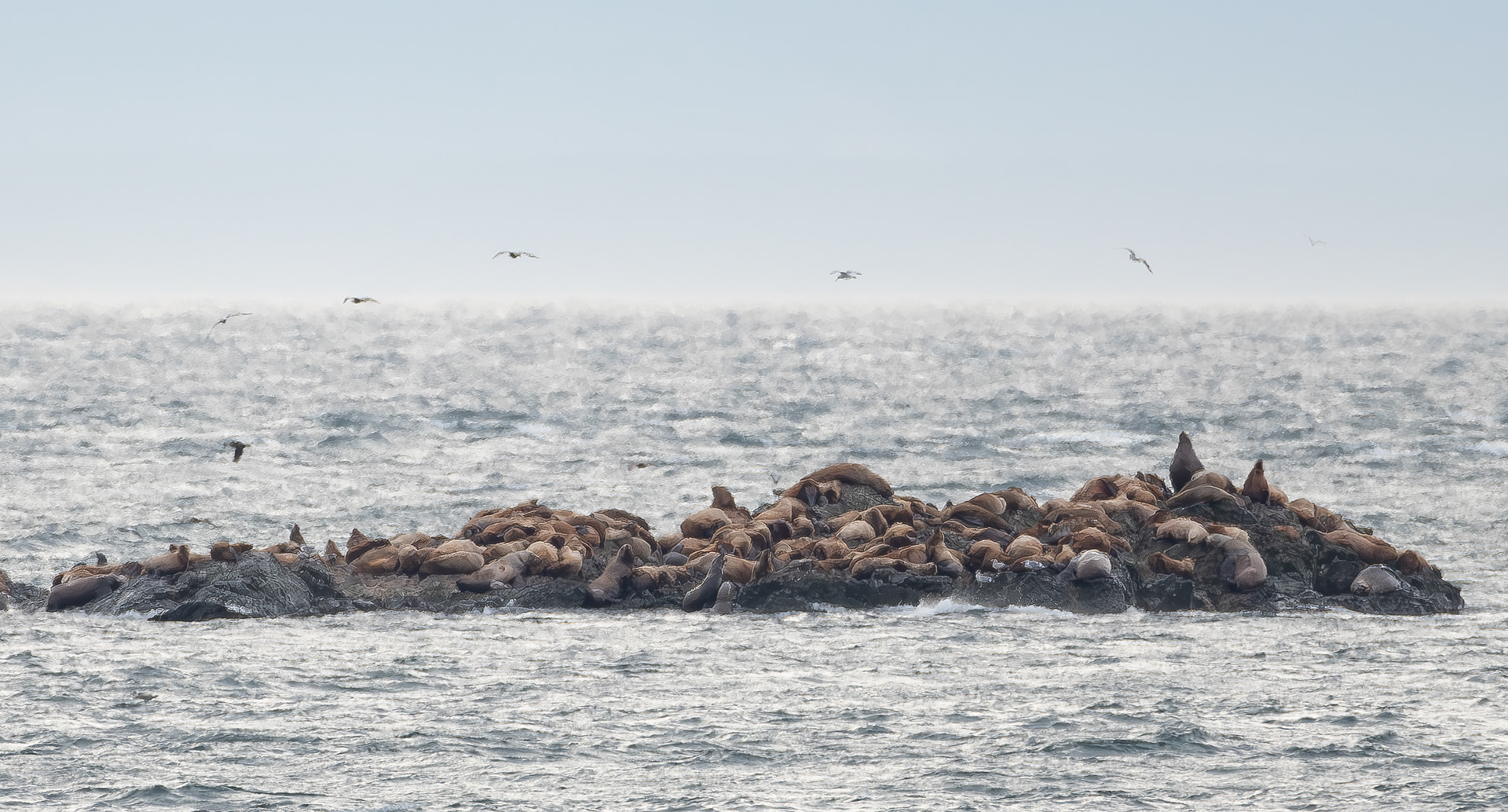 Steller sea lions, Cattle Pass
