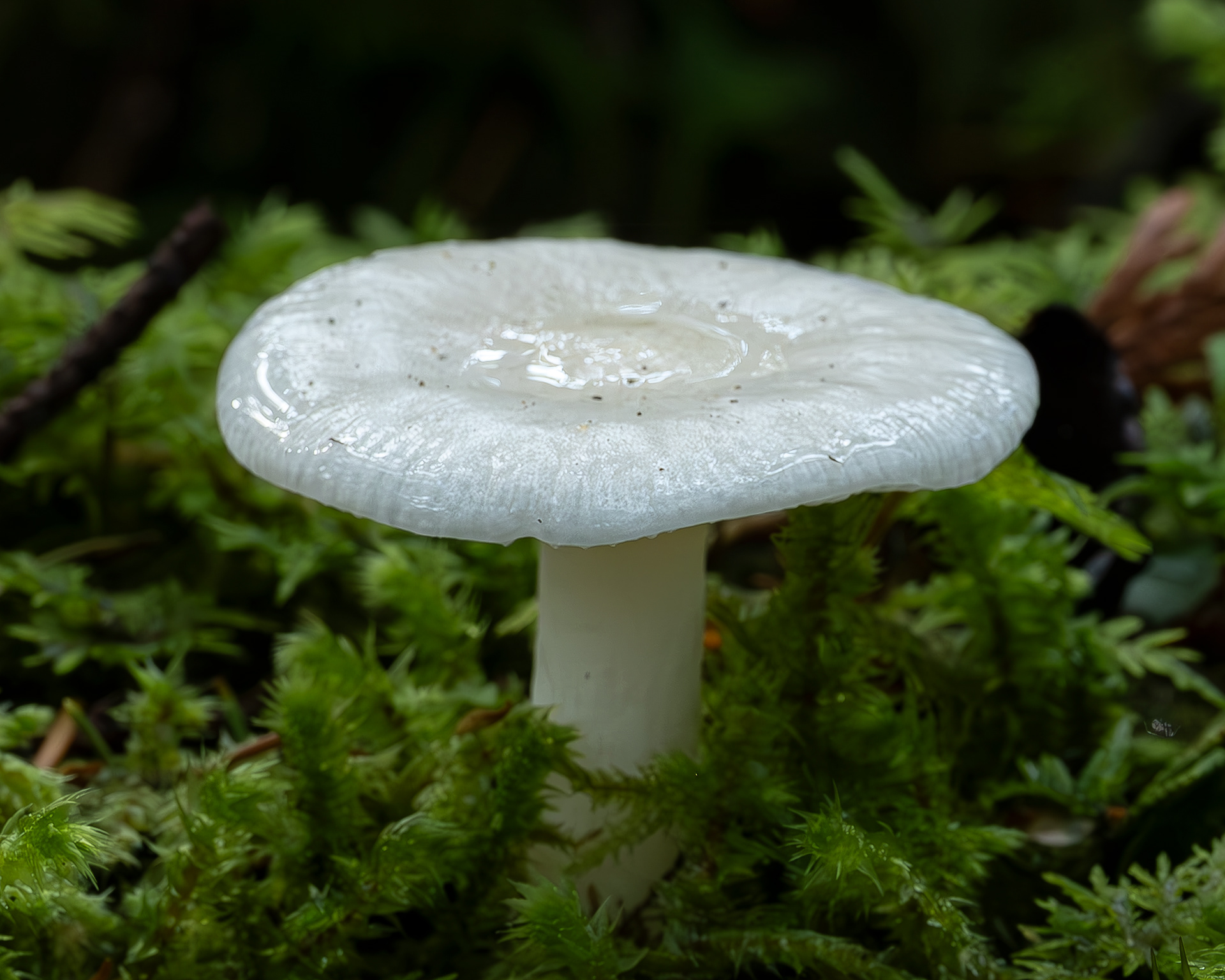 Snowy waxcap (Hygrocybe virgineus), Point Colville