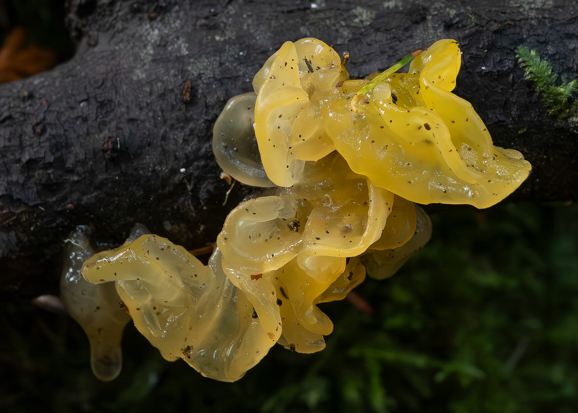 Witch's butter (Tremella mesenterica), Spencer Spit Preserve