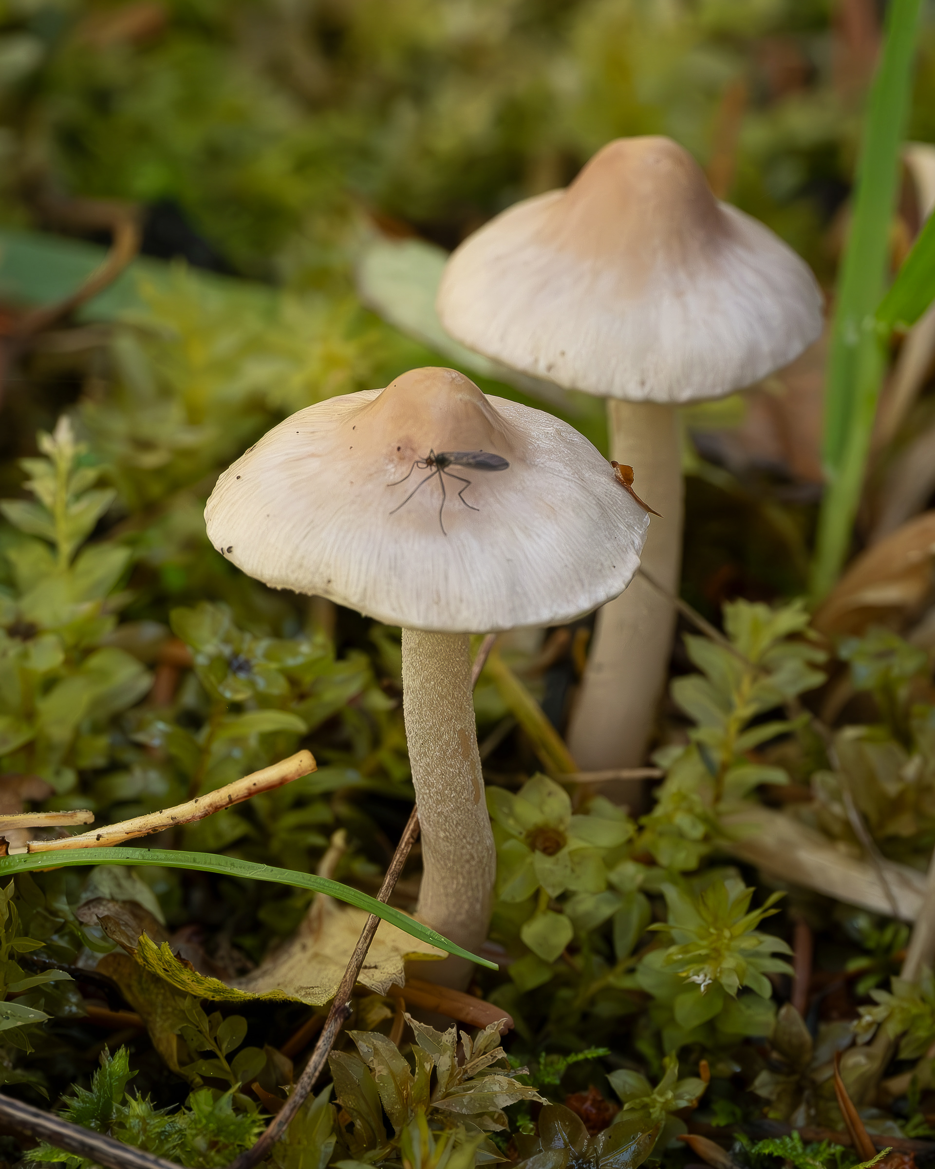 White fibercap (Inocybe geophylla), Hummel Lake Preserve