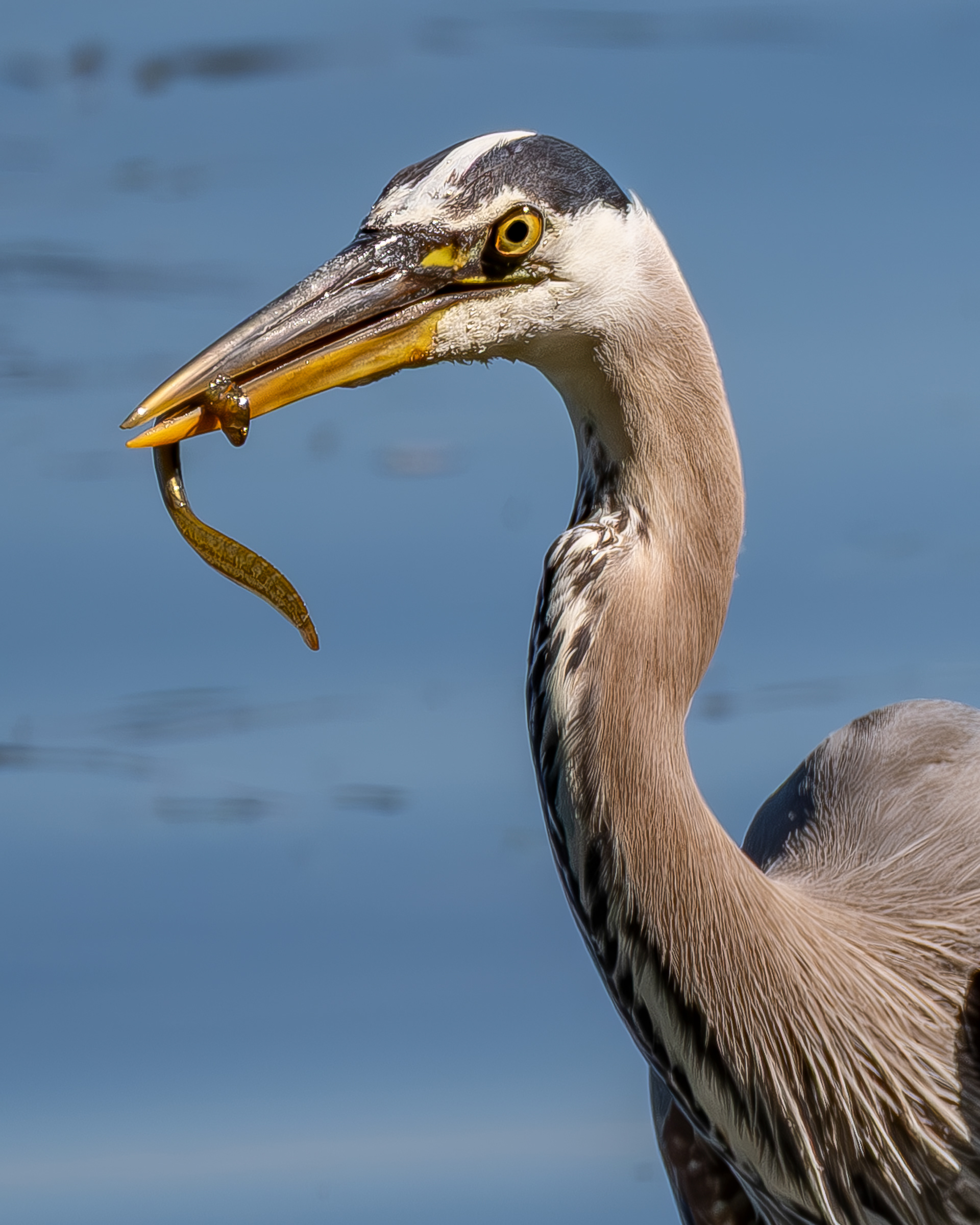 Great Blue Heron with Saddleback Gunnel, Upright Channel