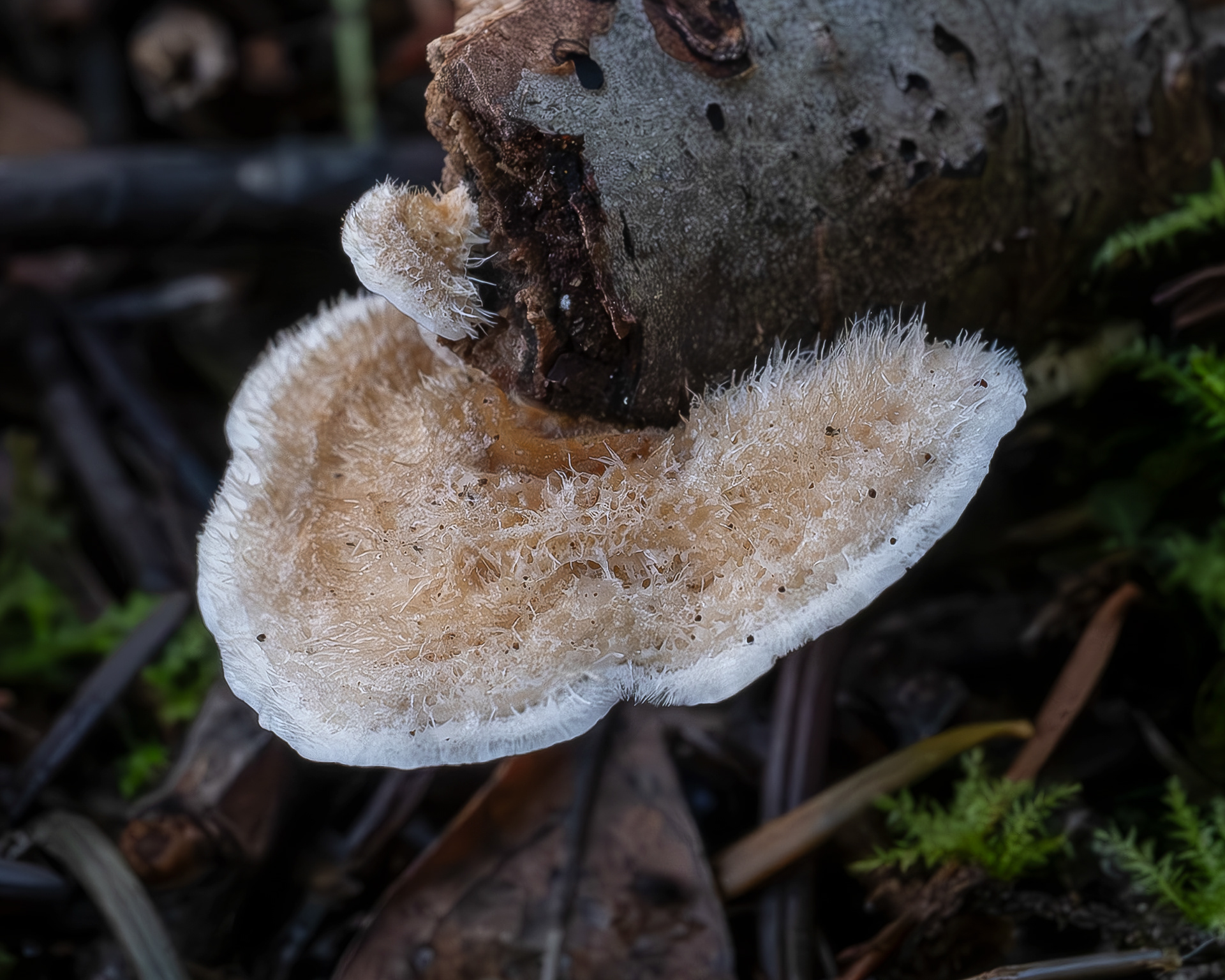 Stereum ochraceoflavum, Point Colville