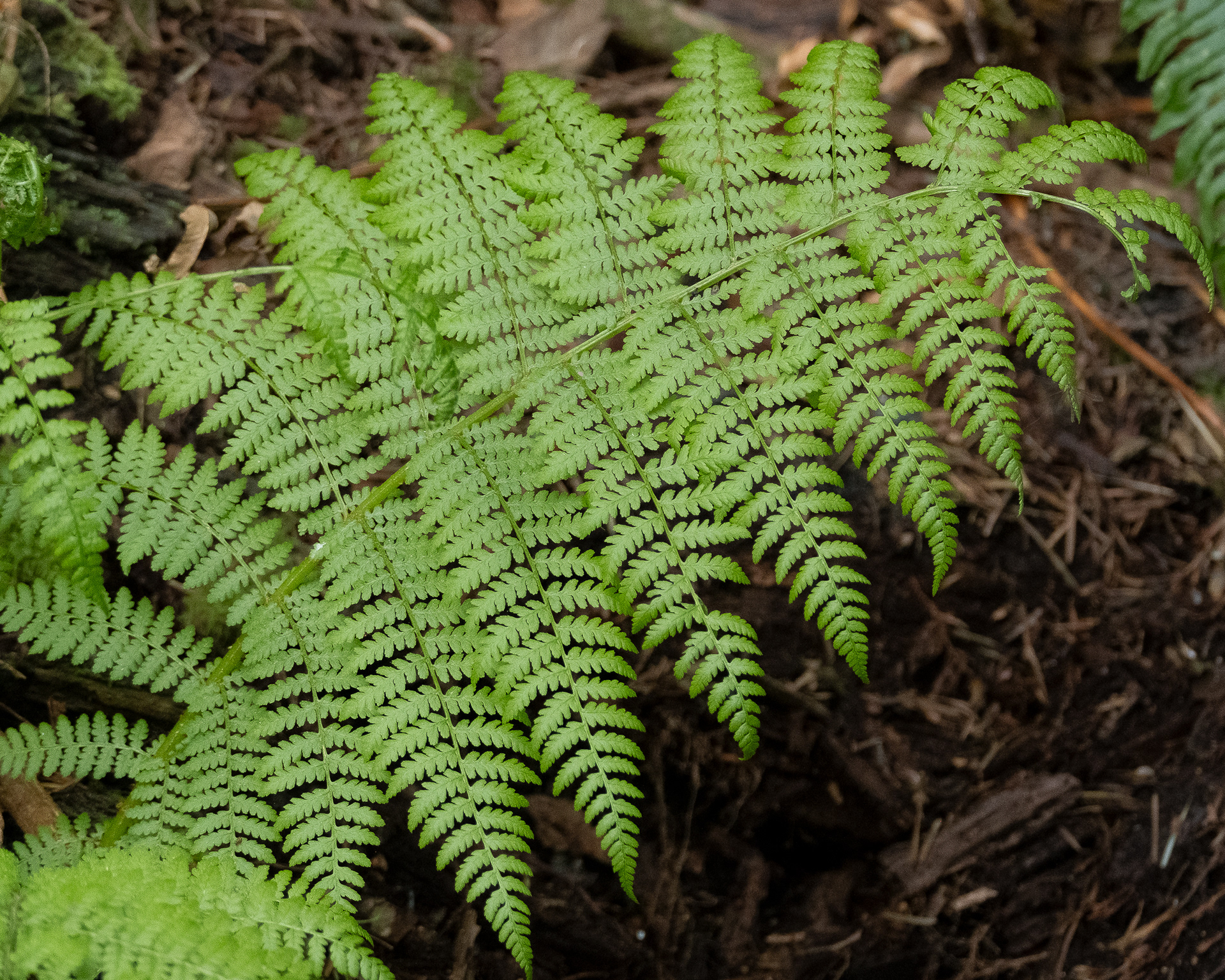 Lady fern, Watmough