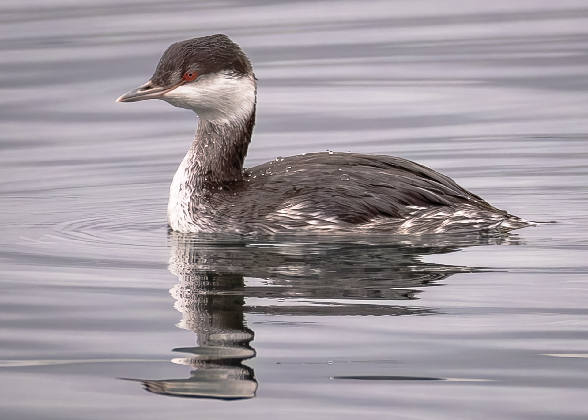 Horned Grebe, Fisherman Spit
