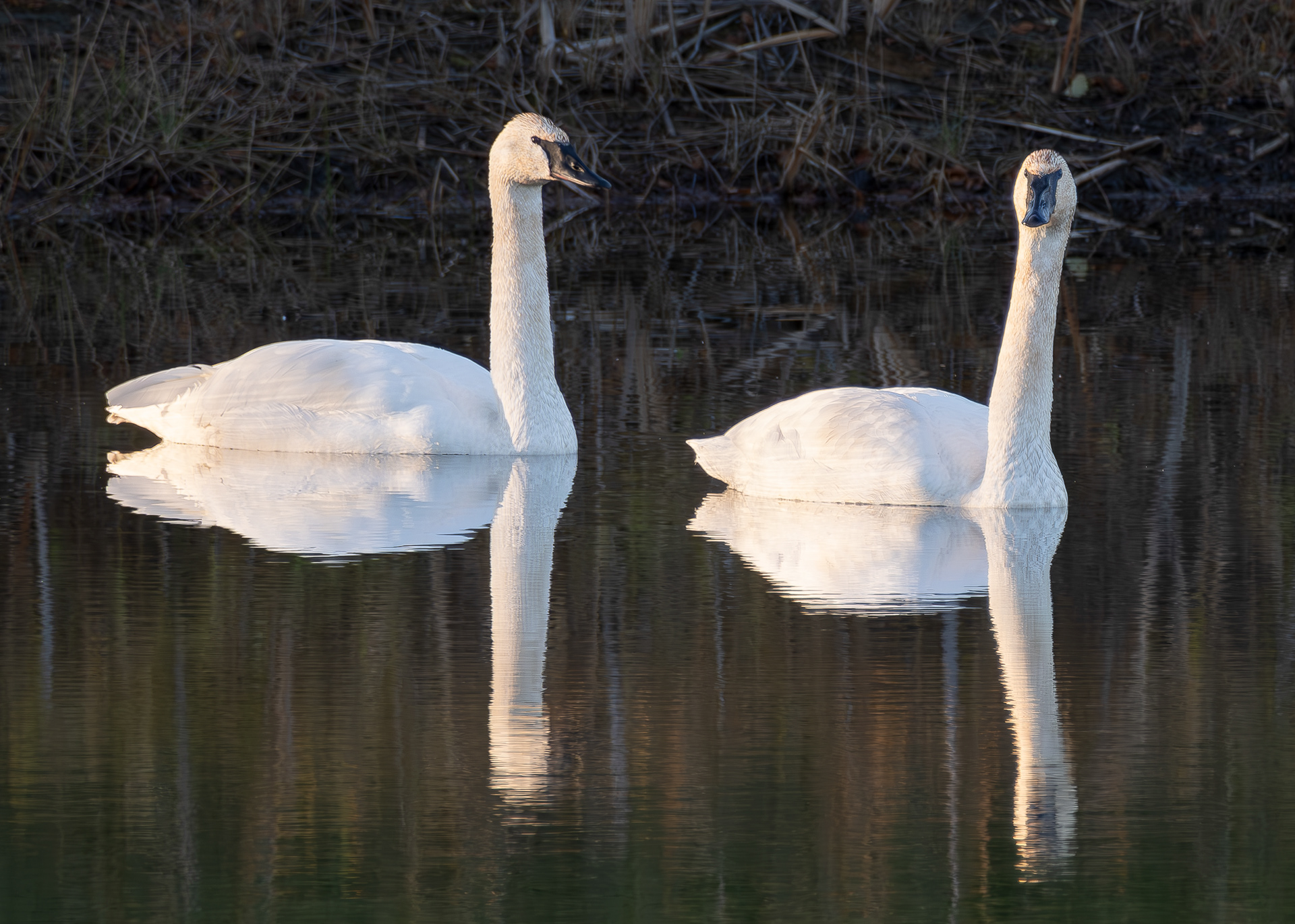 Trumpeter Swans, Kjargaard Road