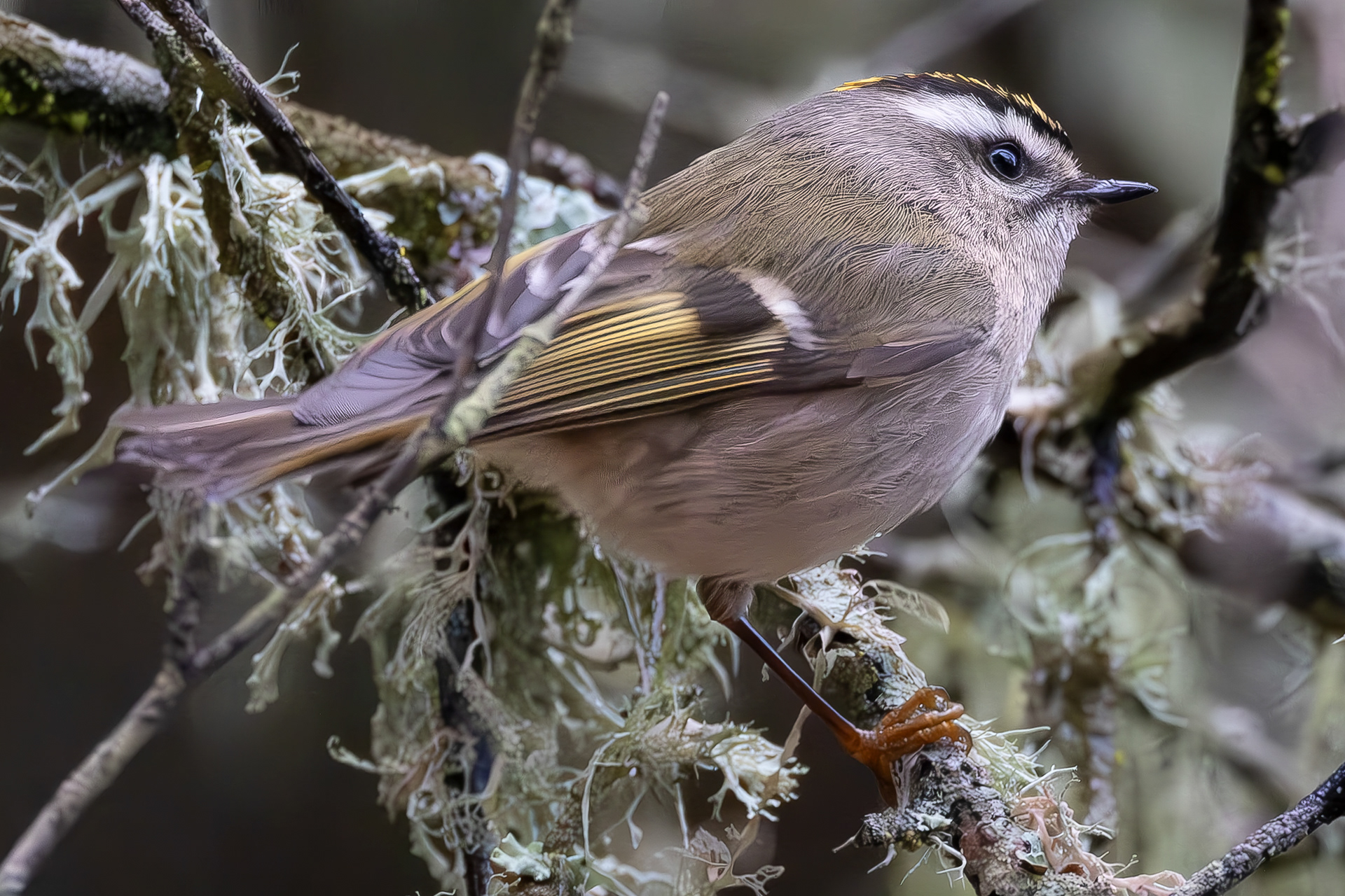 Golden-crowned Kinglet, Iceberg Point