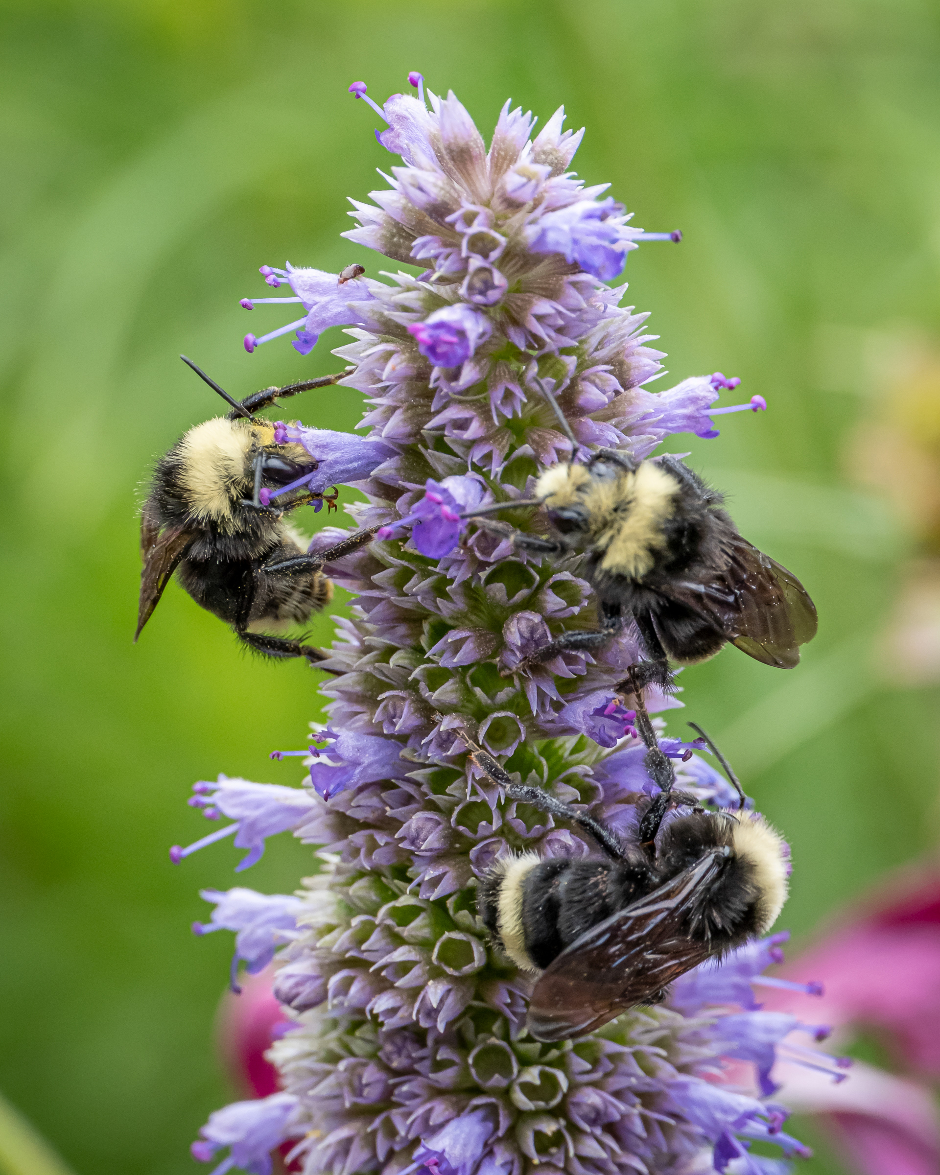Yellow-faced bumble bee (Bombus vosnesenskii), Kjargaard Road