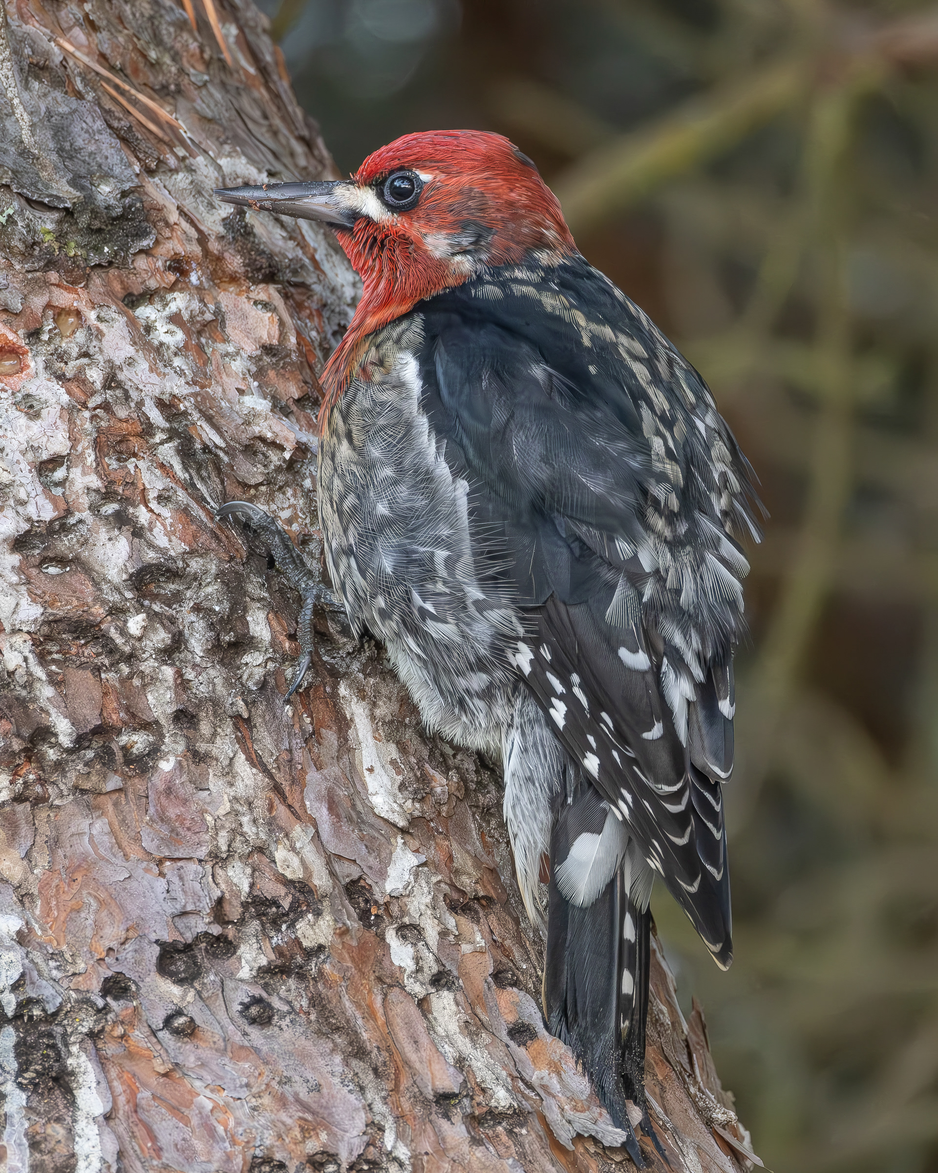 Red-breasted Sapsucker, Lopez Village
