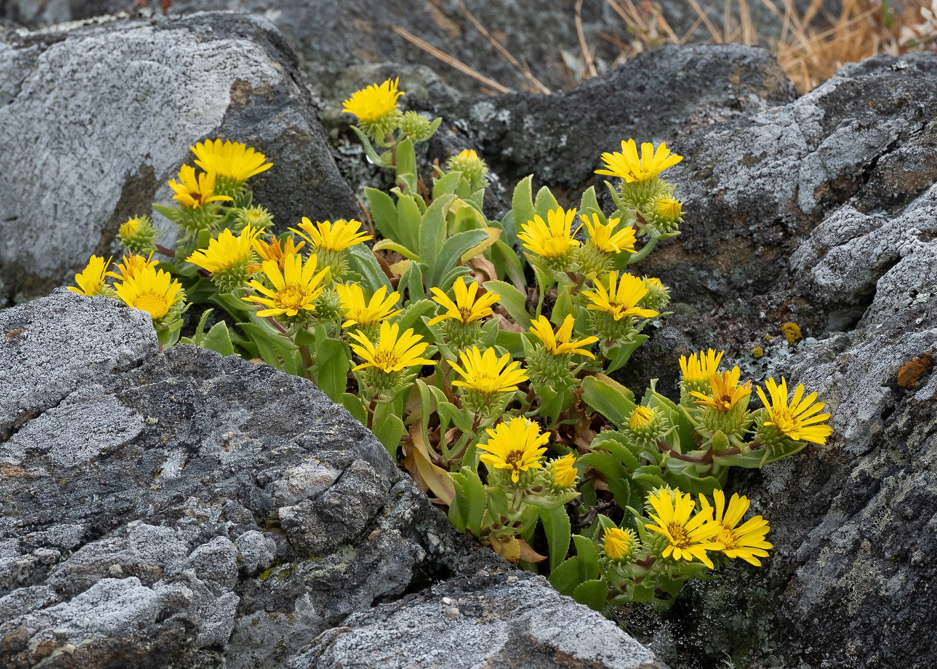 Oregon Gumweed (Grindelia stricta), Iceberg Point