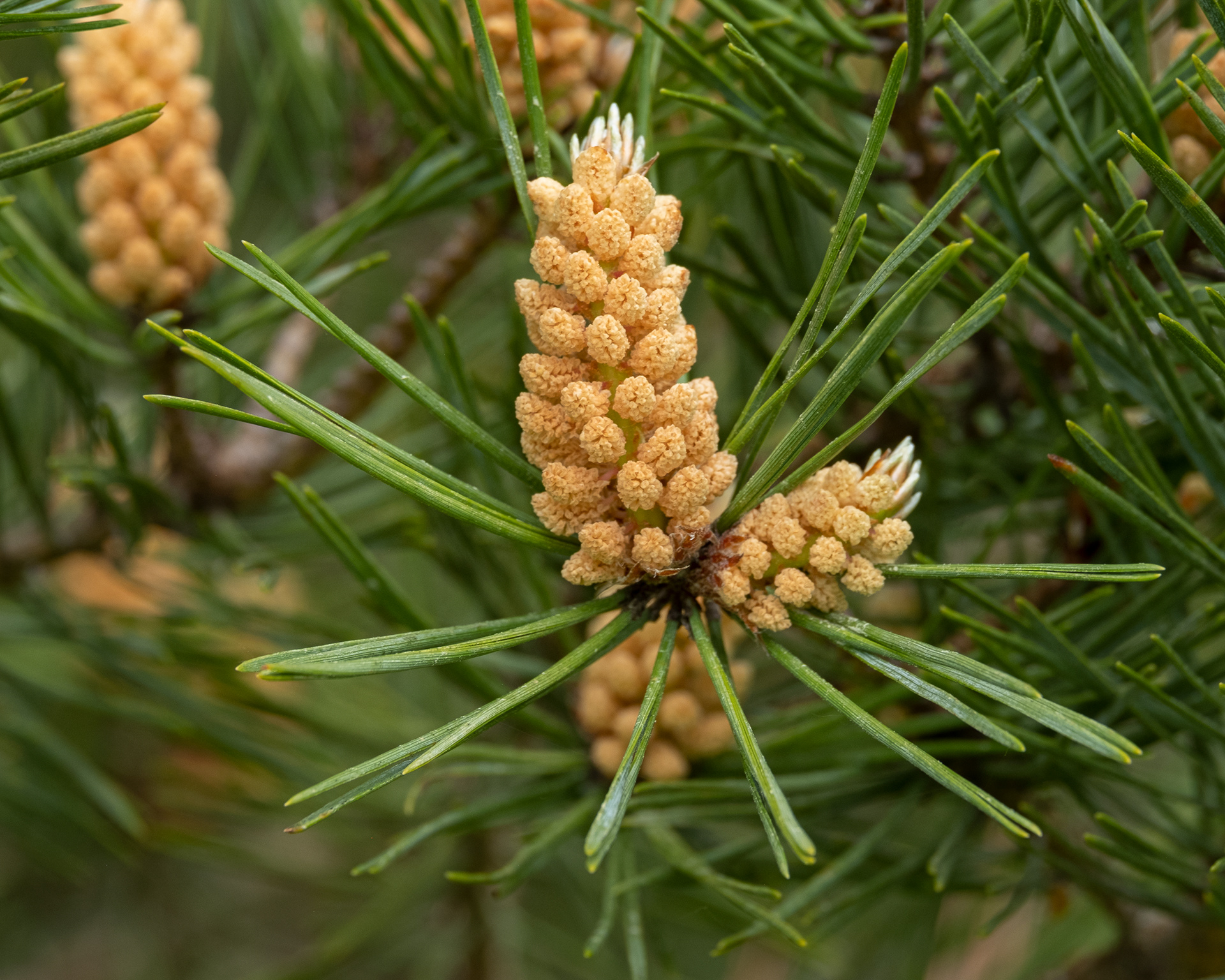 Shore pine, KjargaardShore pine (Pinus contorta), Kjargaard Road Road