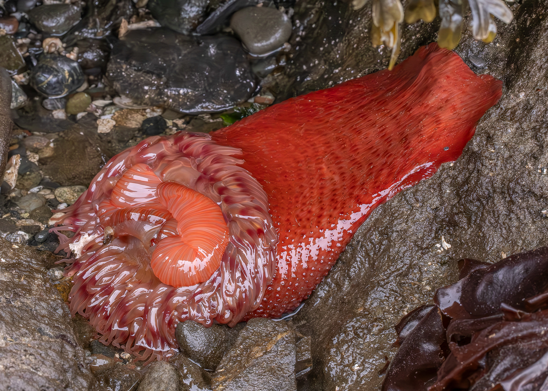 Painted Anenome, Davis Head