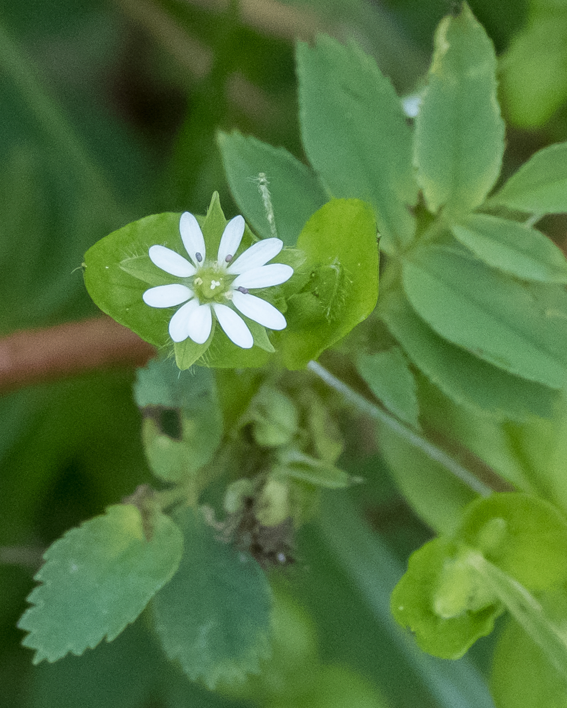 Common Chickweed (Stellaria media), Watmough