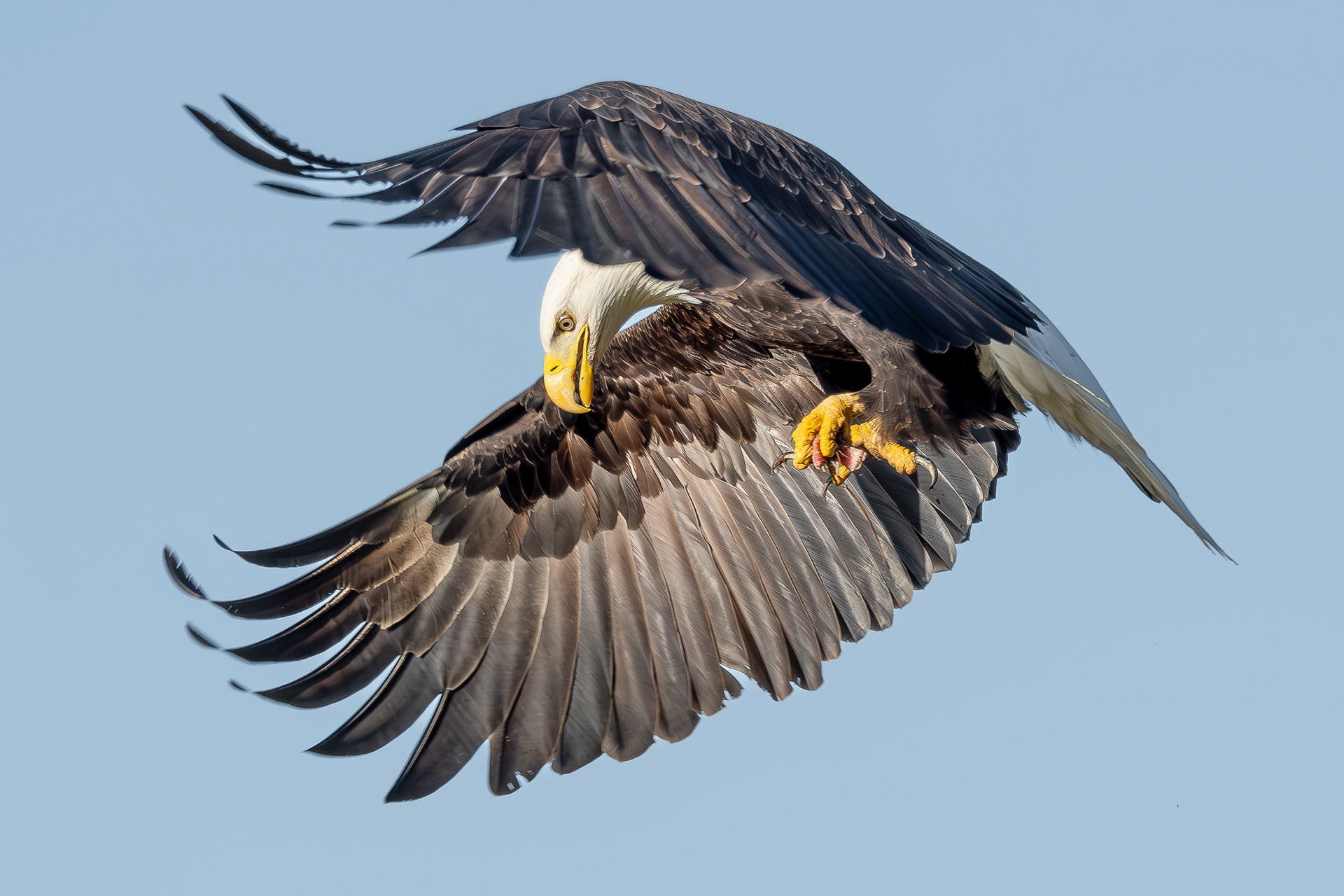 Bald Eagle, Kjargaard Road