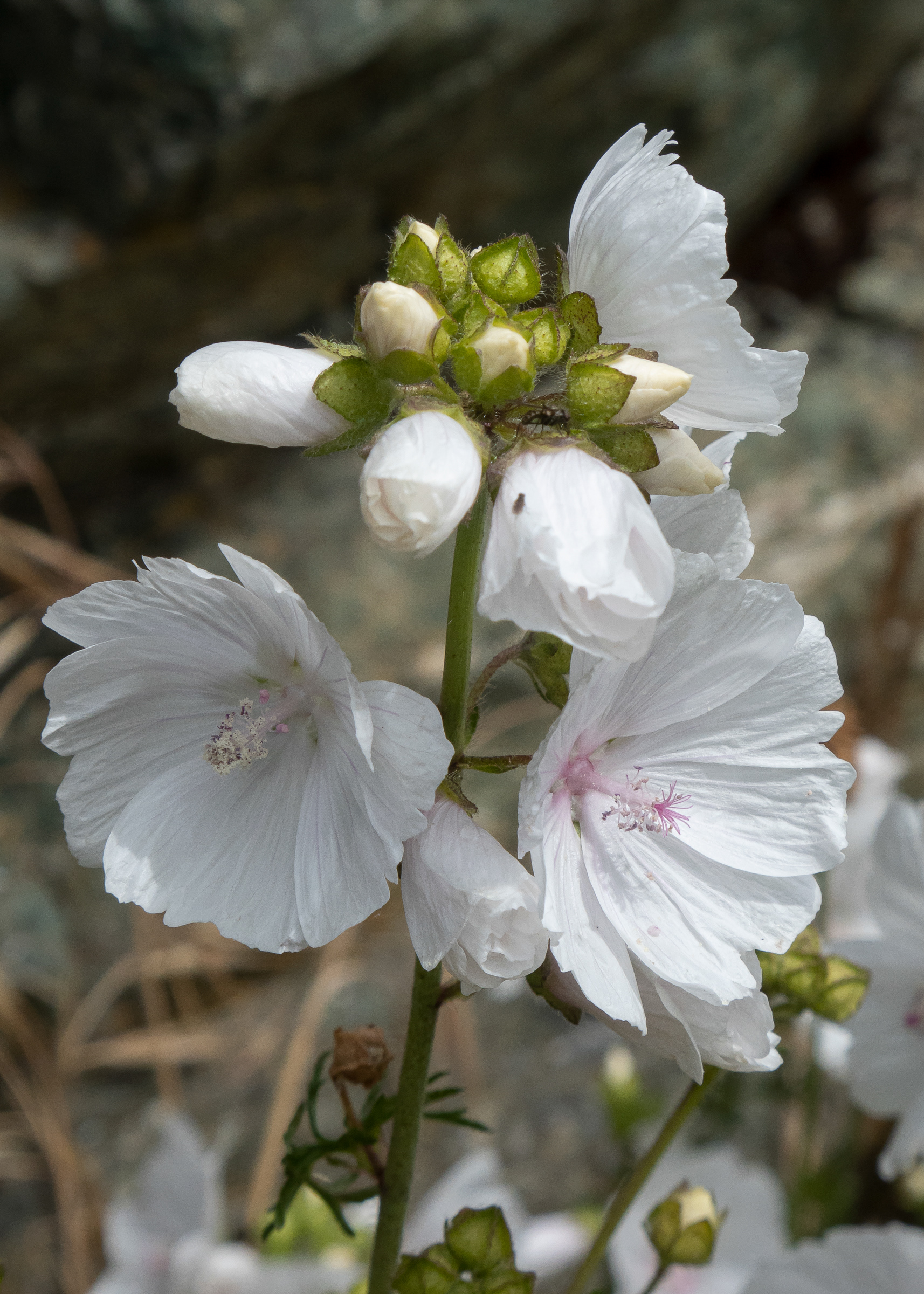 Musk mallow (Malva moschata), Richardson