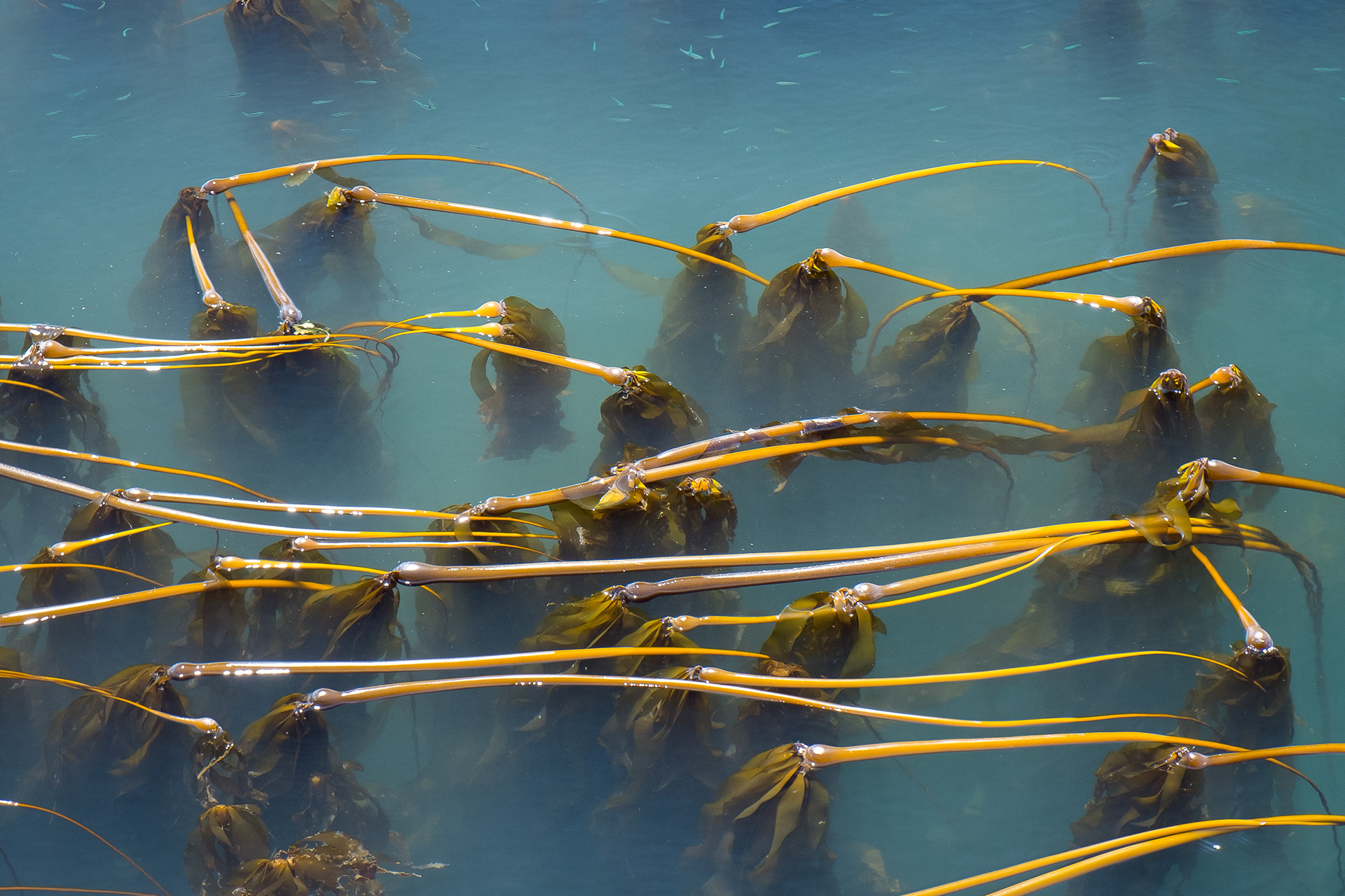 Bull Kelp