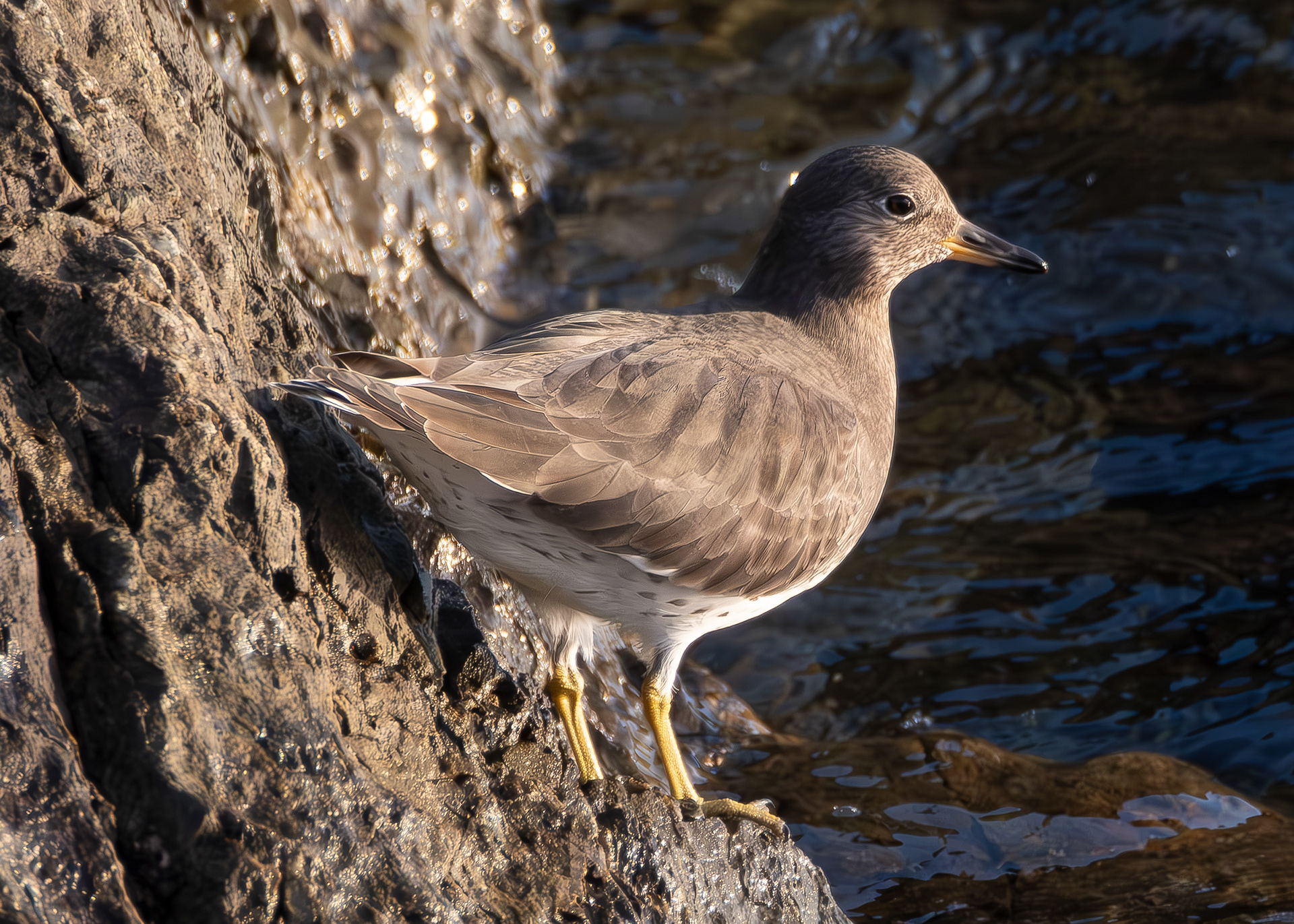 Surfbird, Iceberg Point