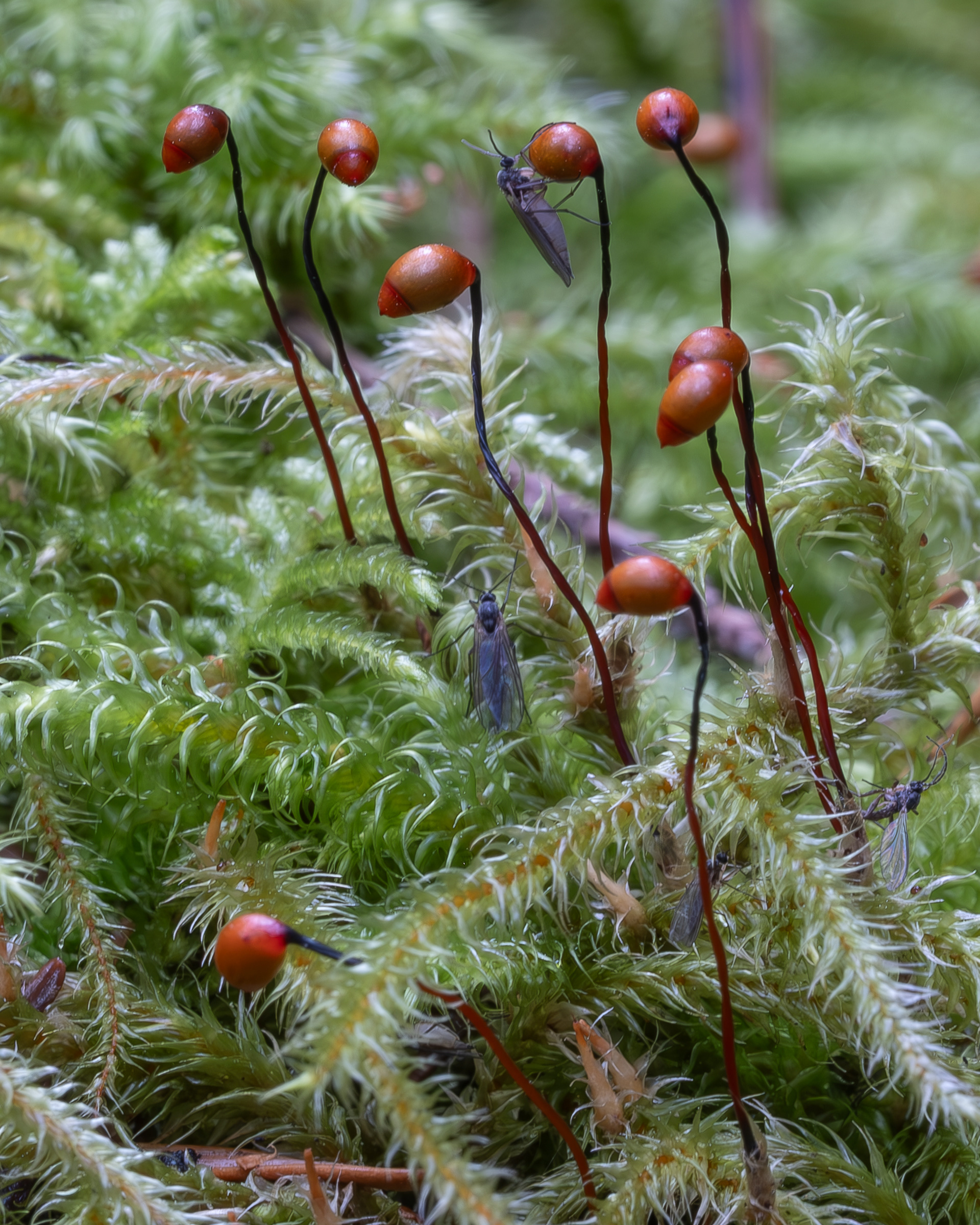 Lanky Moss (Rhytidiadelphus loreus), Lopez Hill
