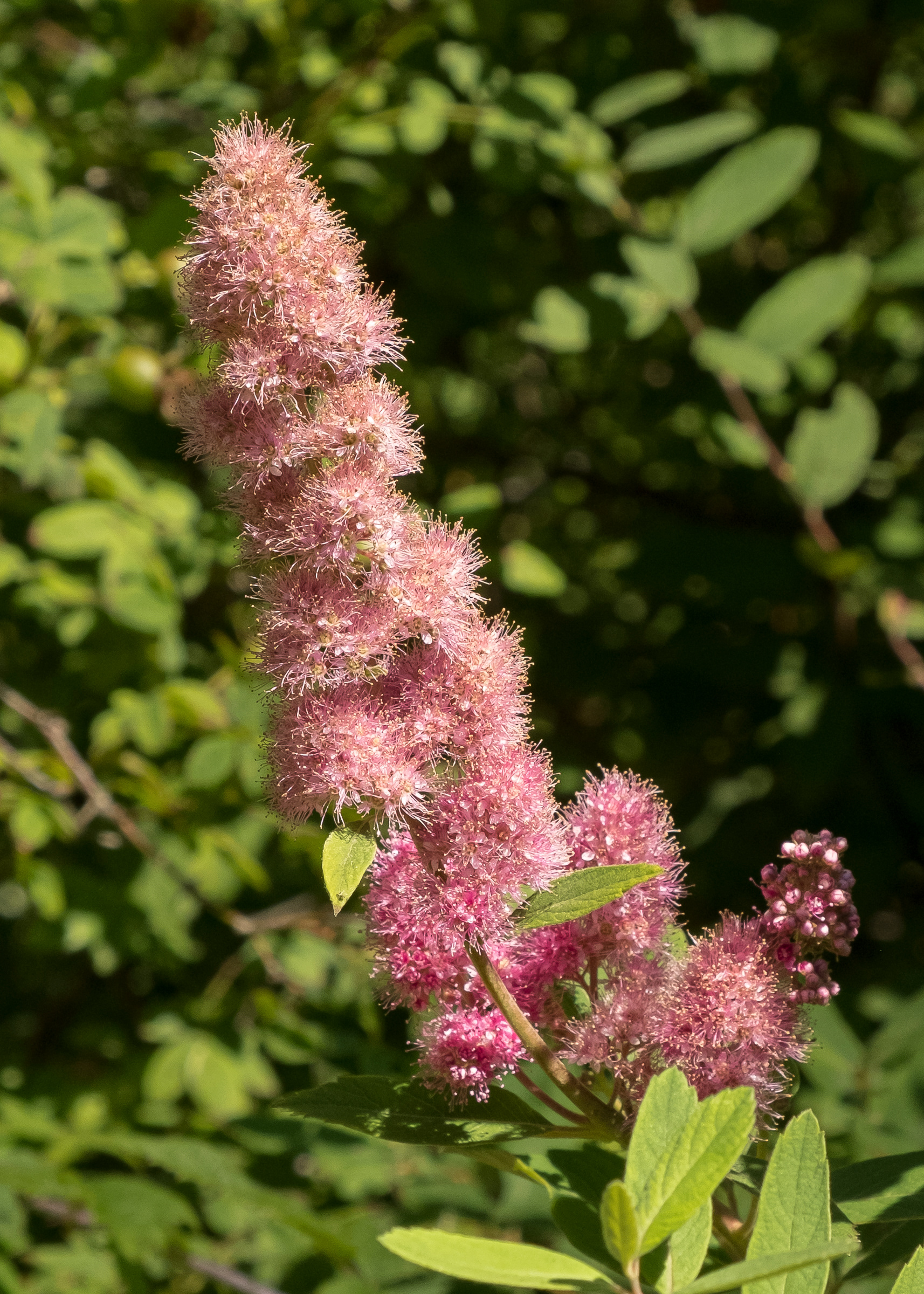Western spirea ( Spiraea douglasii), Vista Road
