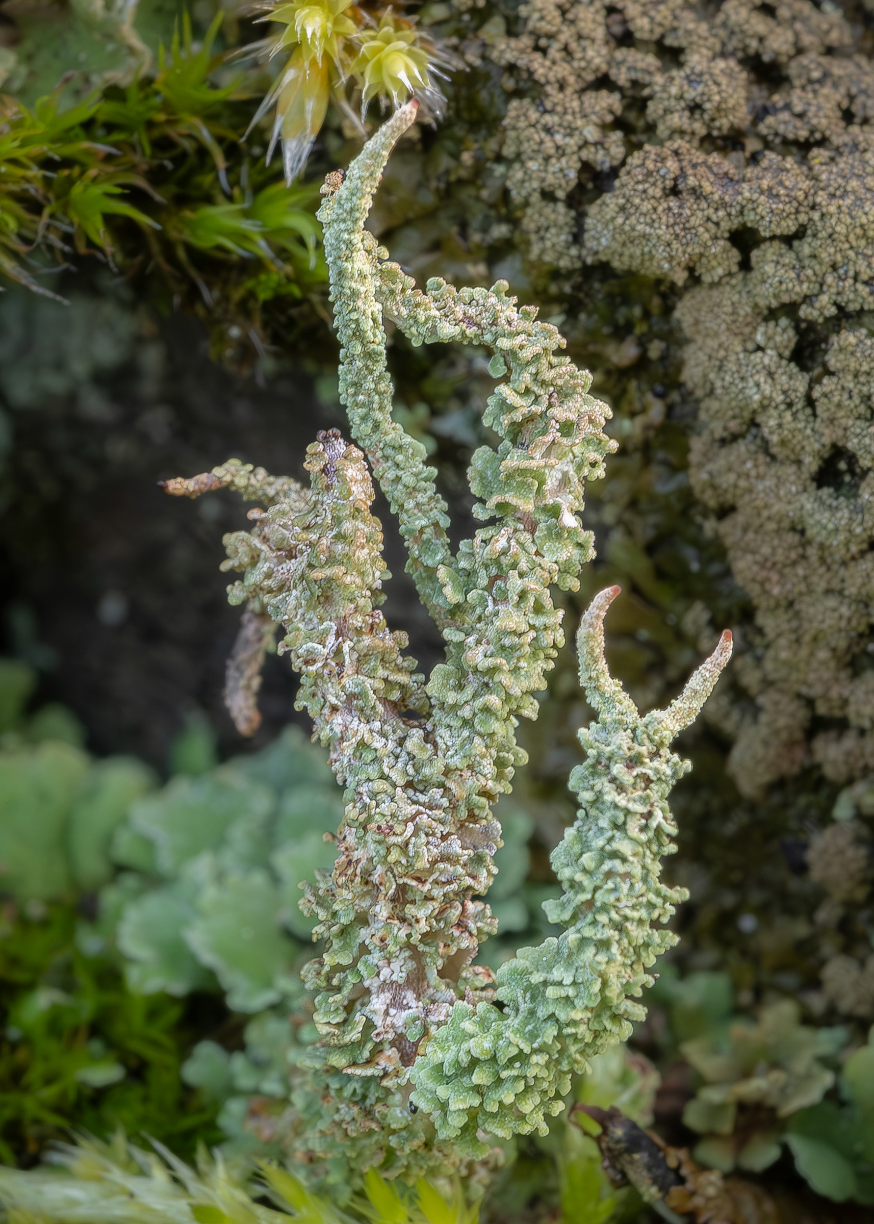 Dragon Horn (Cladonia squamosa), Kjargaard Road