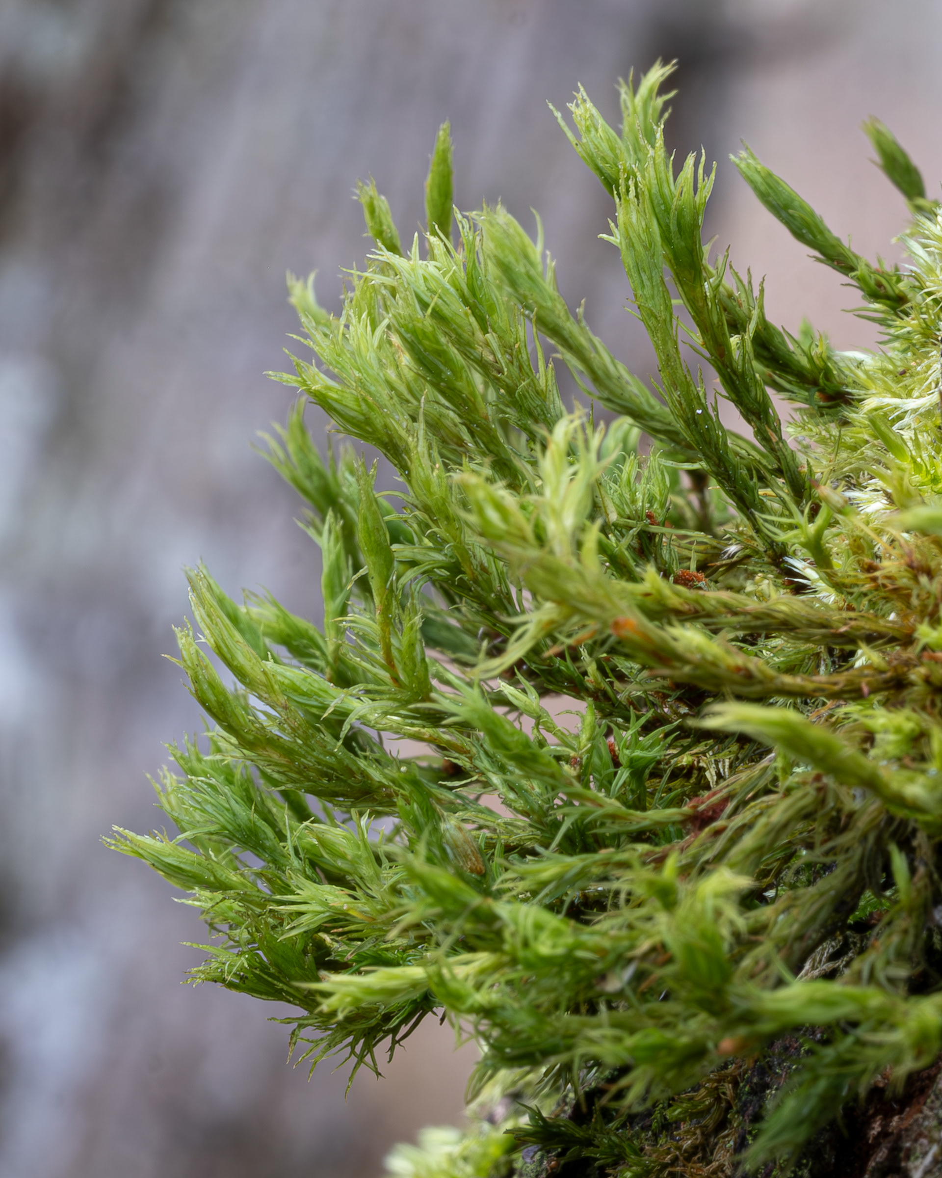 Lyell's Bristle-moss (Pulvigera lyellii), Upright Channel Preserve