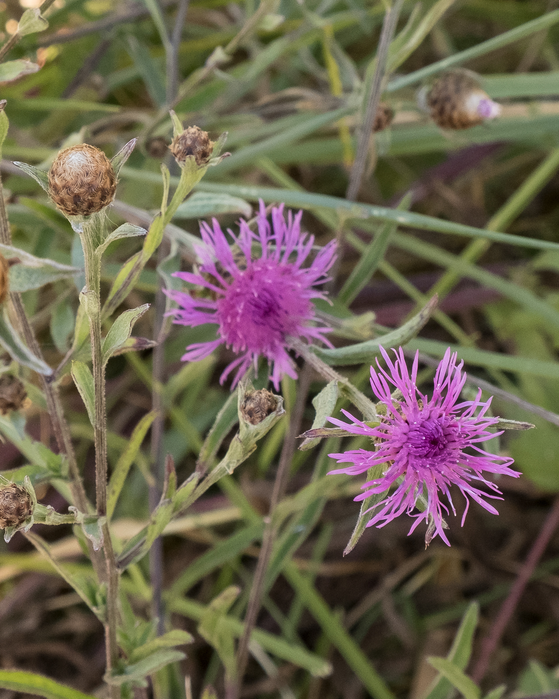 Meadow knapweed (Centaureae gerstlaueri), Fisherman Bay Road - Noxious Class B