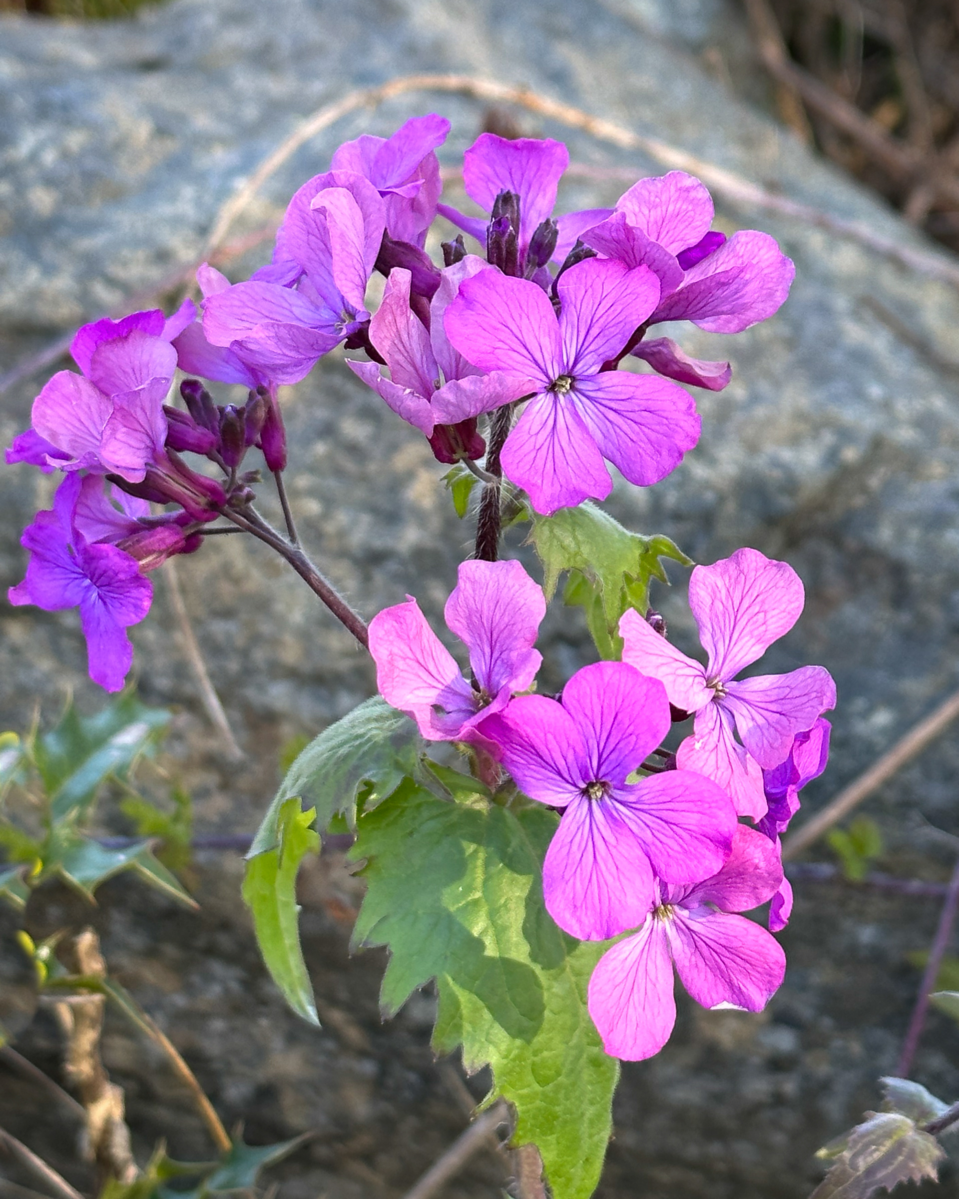Annual Honesty (Lunaria annua), Richardson- Non-native