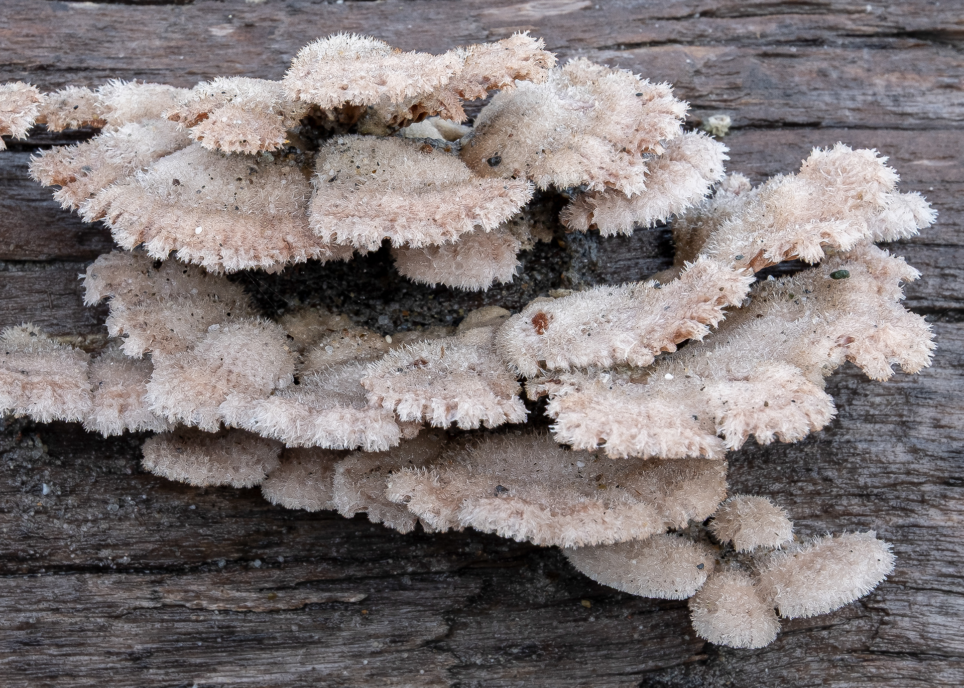 Splitgill mushroom (Schizophyllum commune), Upright Channel Preserve