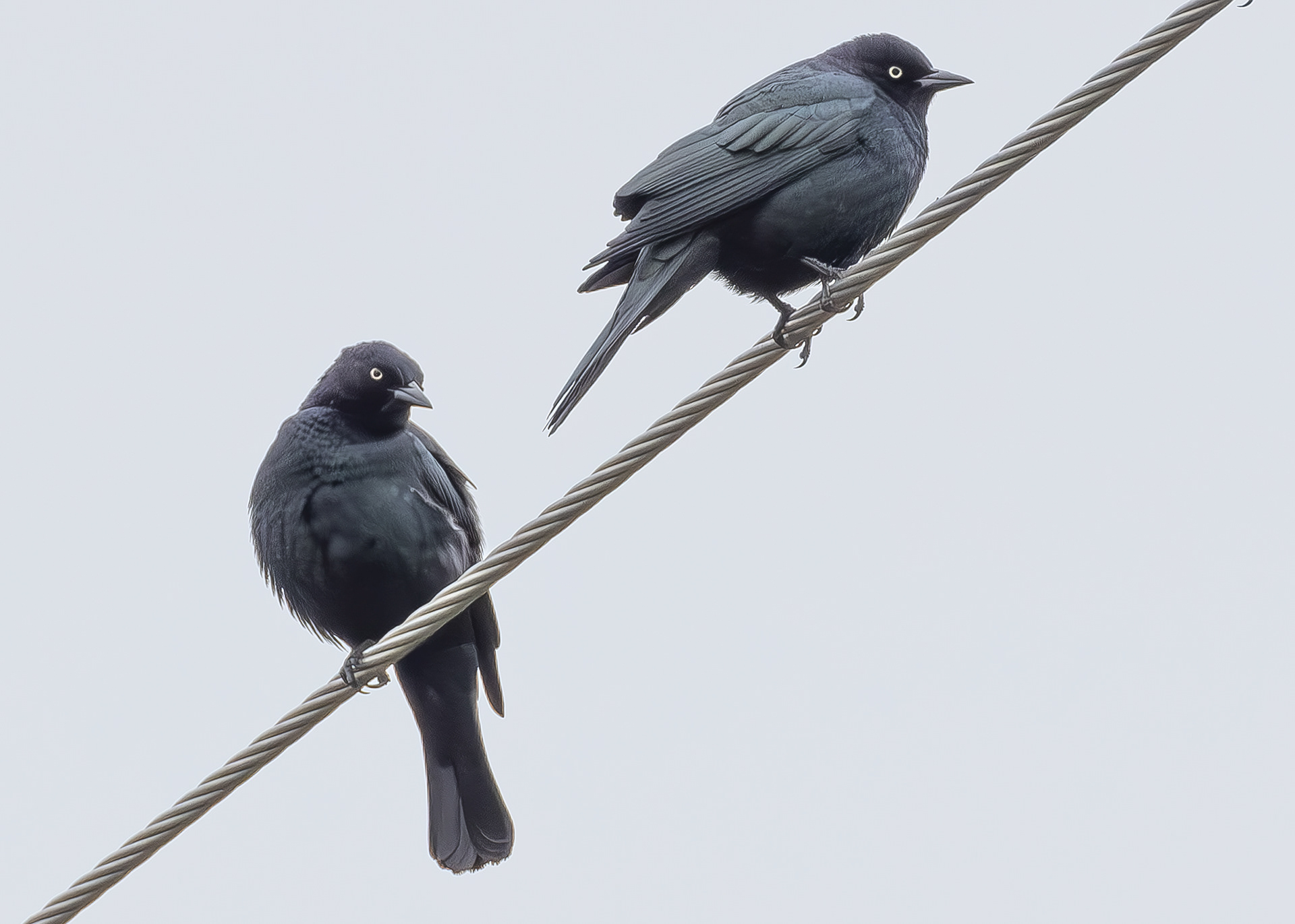 Brewer's Blackbirds, Richardson Road