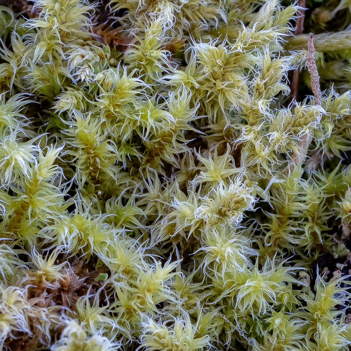 Elongate Rock Moss (Racomitrium elongatum), Kjargaard Road