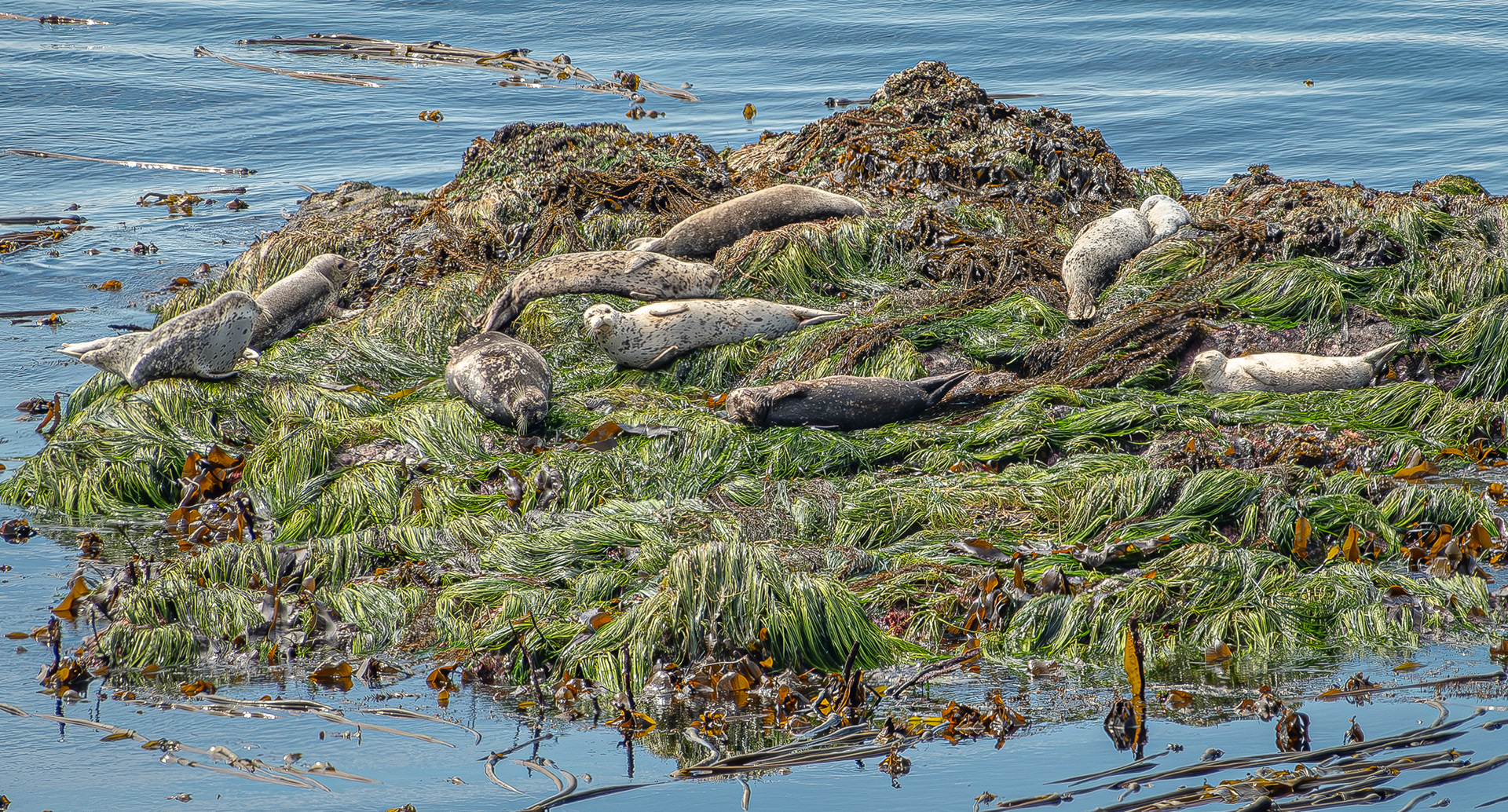 Harbor seals, Iceberg Point