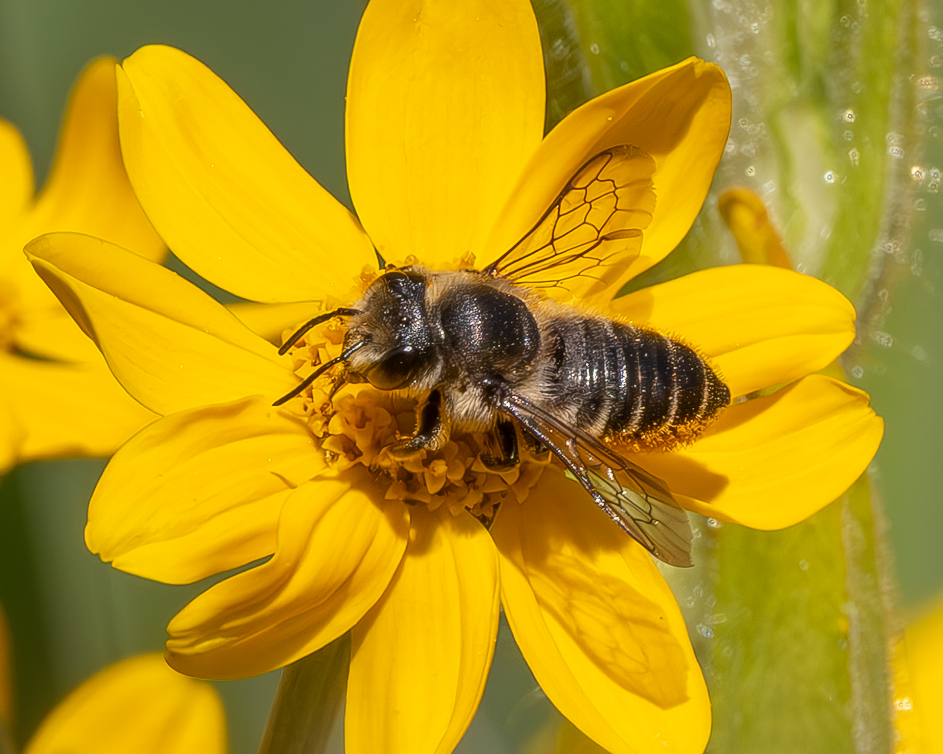Western Leafcutter Bee (Megachile perihirta), Kjargaard Road