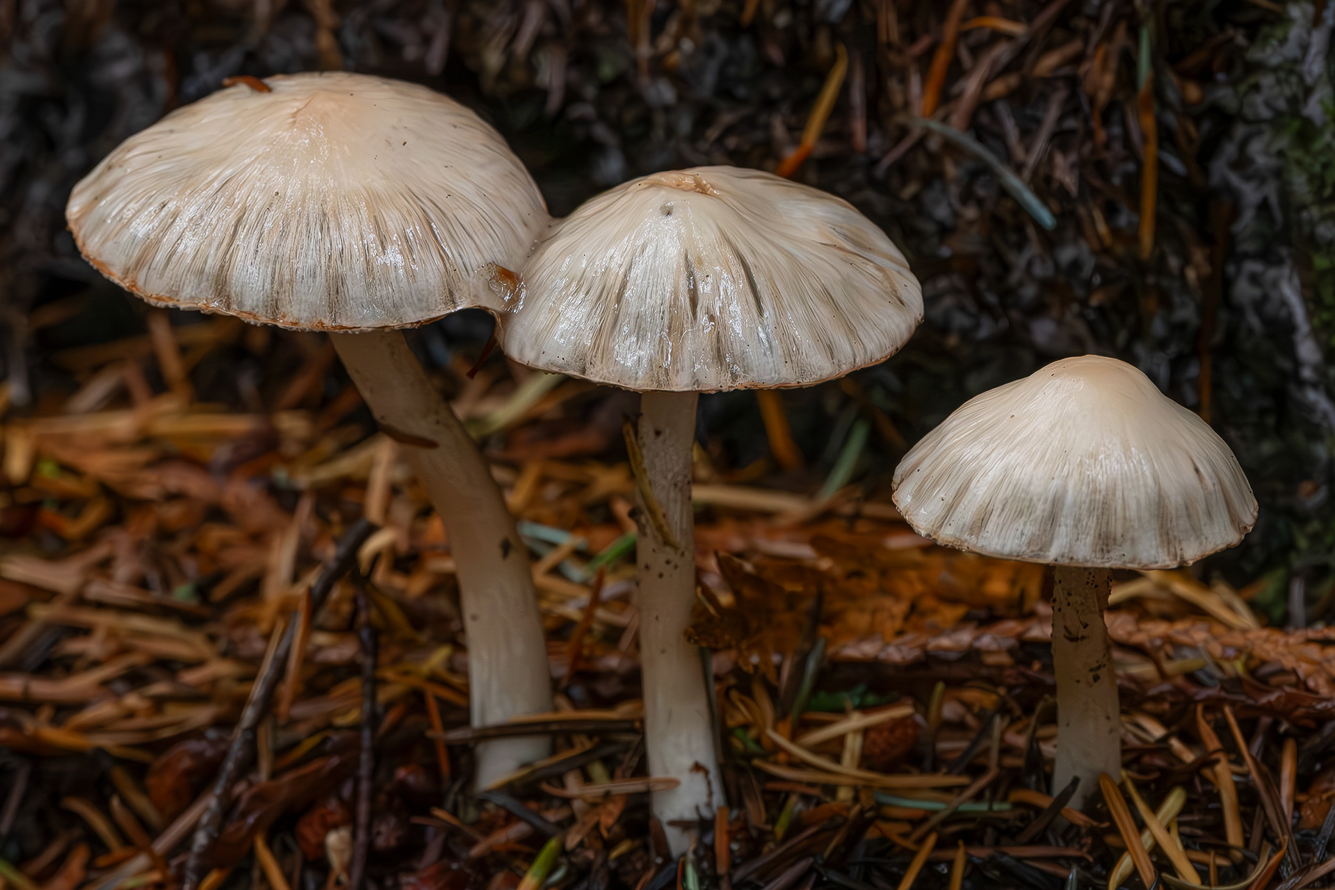 White fibercap (Inocybe geophylla), Lopez Hill