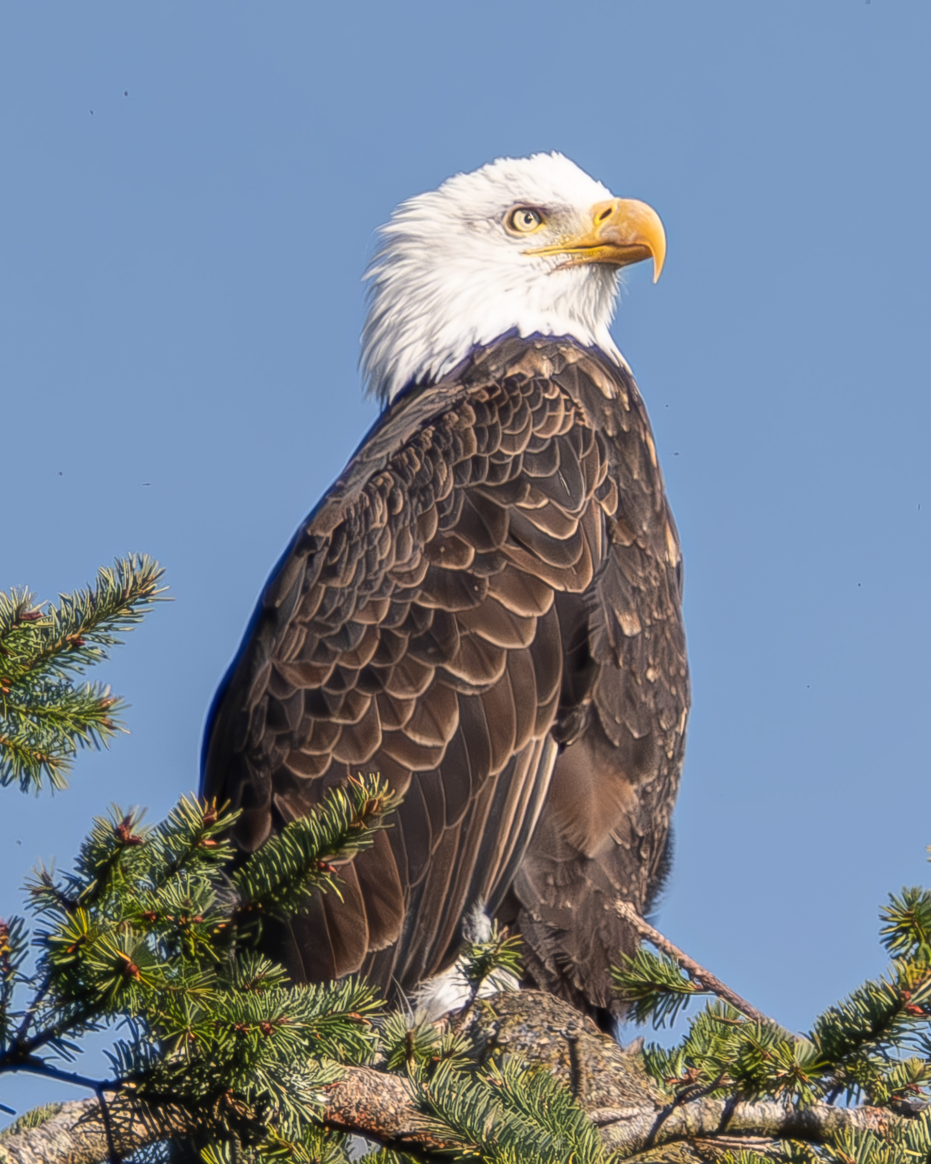 Bald Eagle, Fisherman Bay Spit