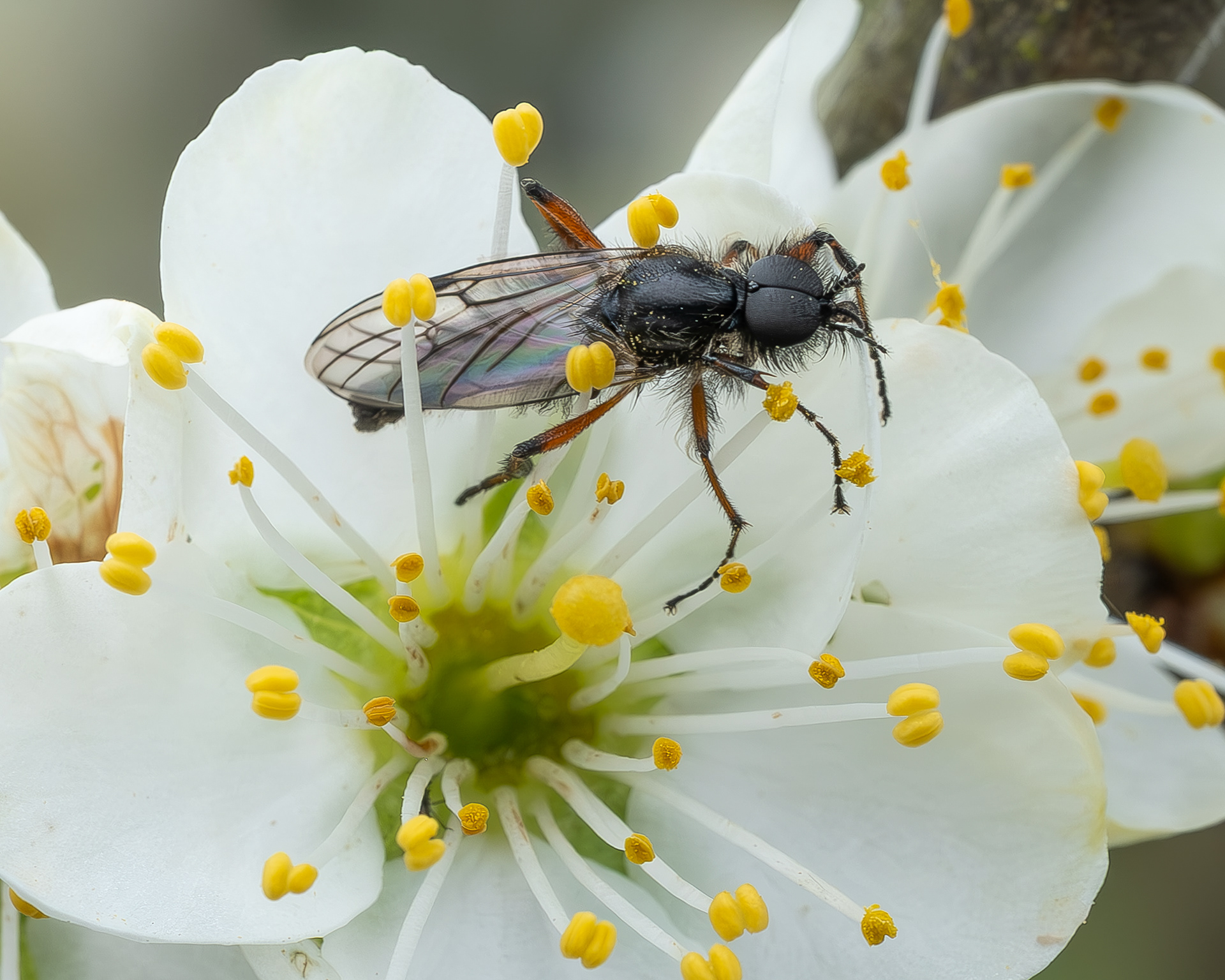 March Fly (Biblio), Kjargaard Road