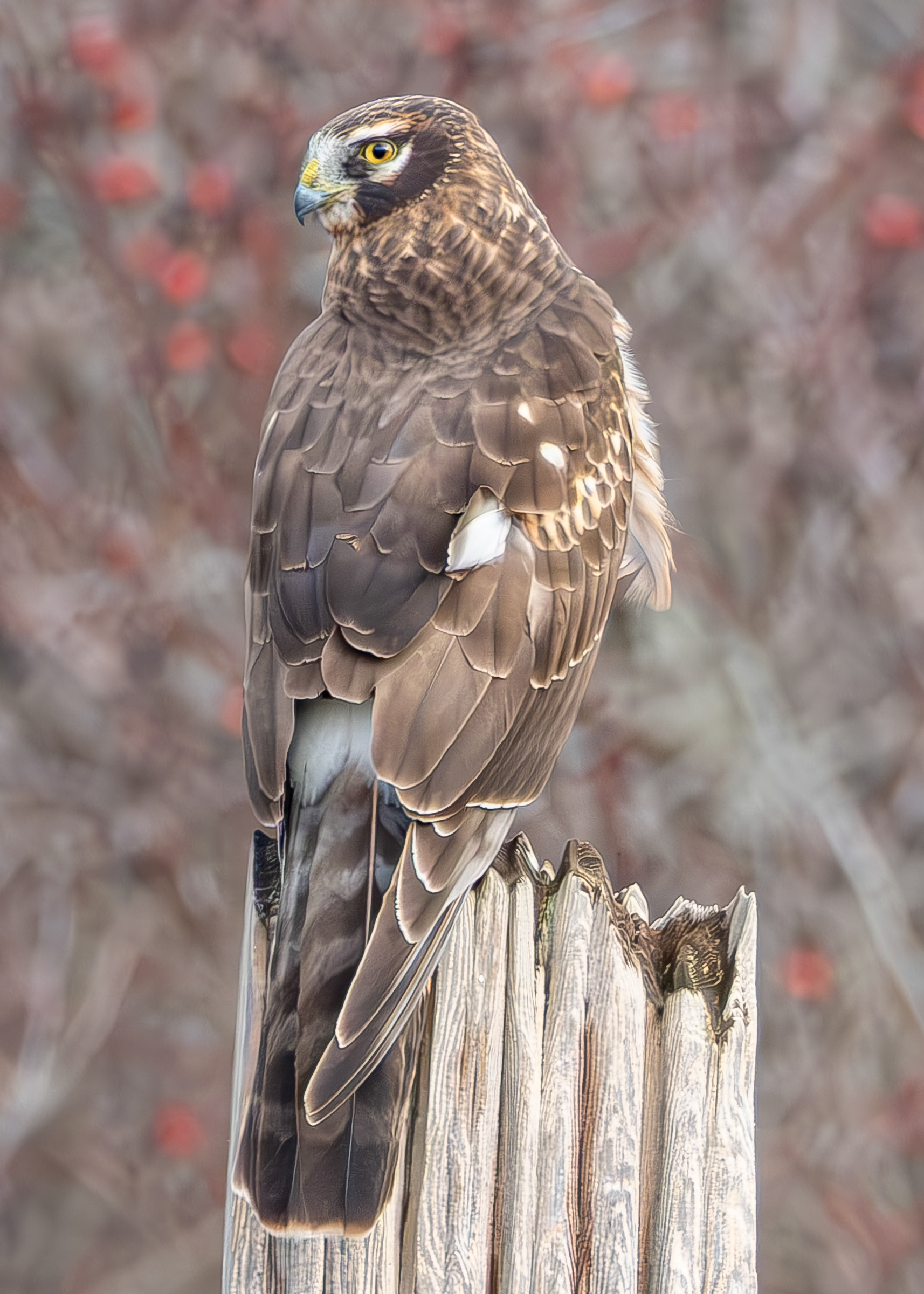 Northern Harrier, Weeks Wetland Preserve