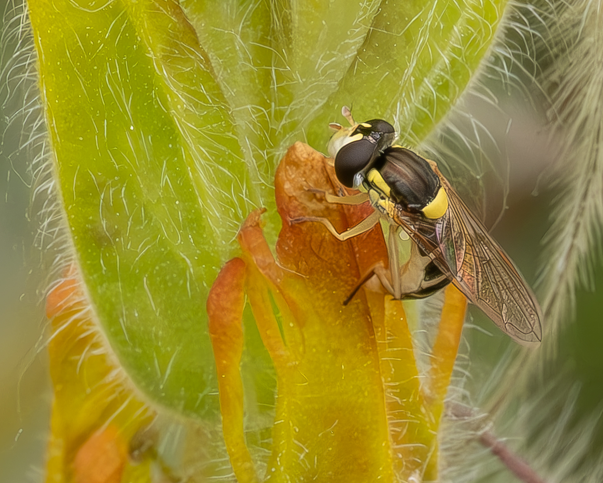 Forked Globetail (Sphaerophoria sulphuripes), Kjargaard Road