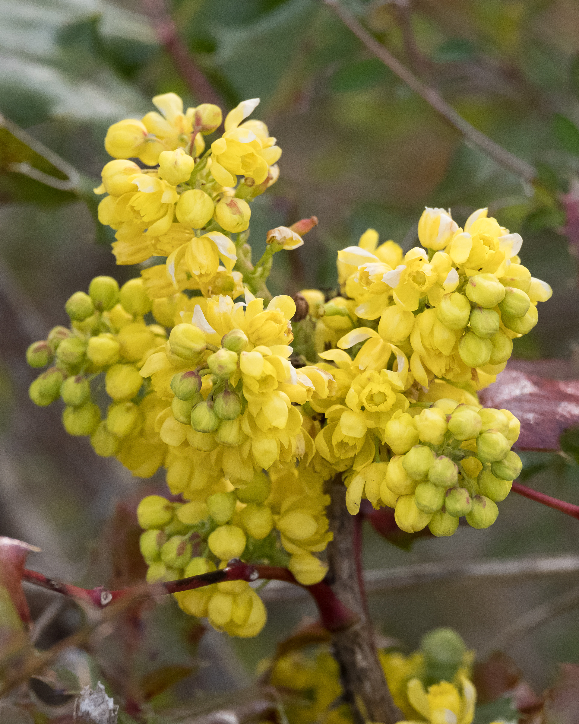 Tall Oregon grape (Mahonia aquifolium), Lopez