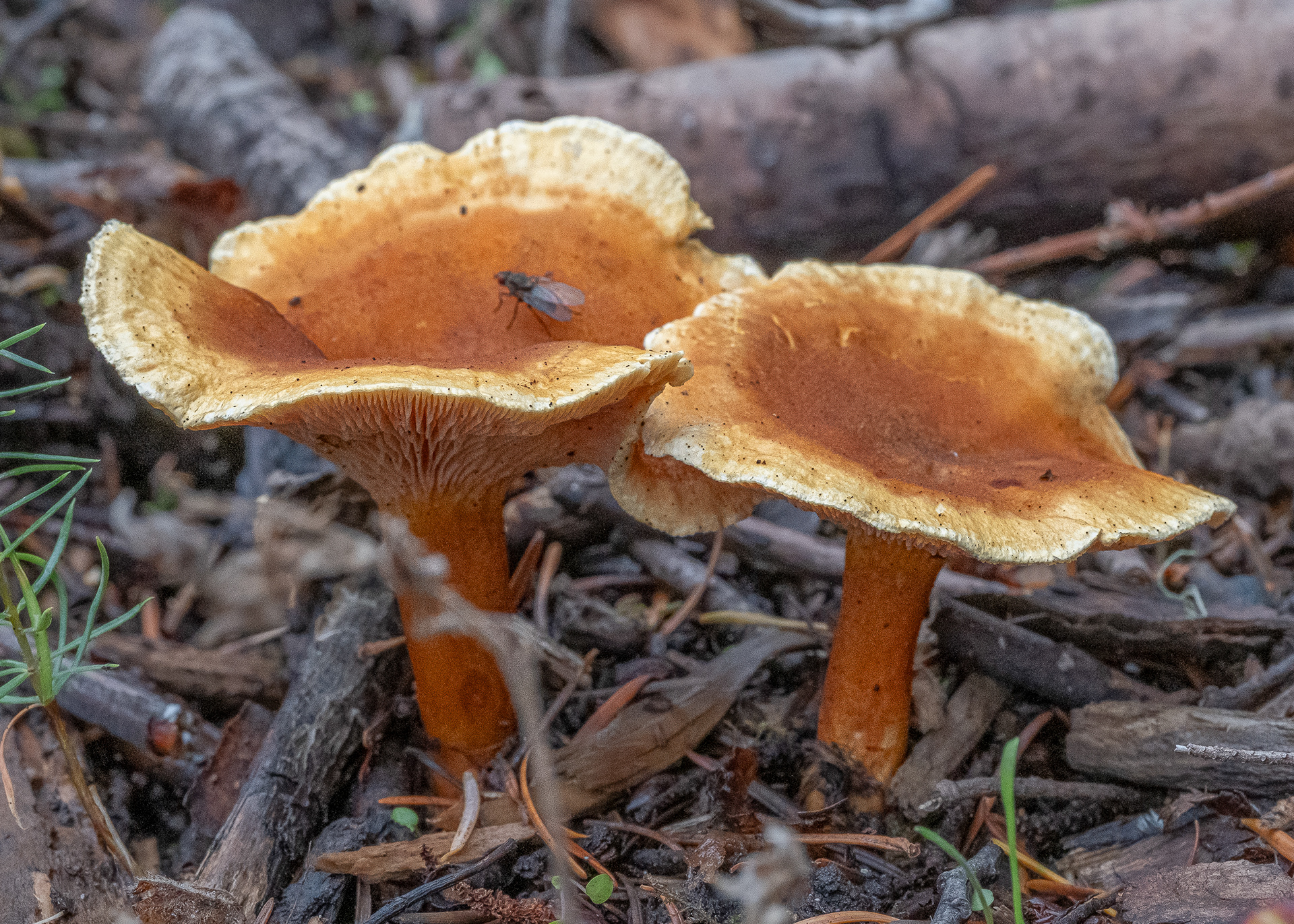 False chanterelle  (Hygrophoropsis aurantiaca) , Richardson Road