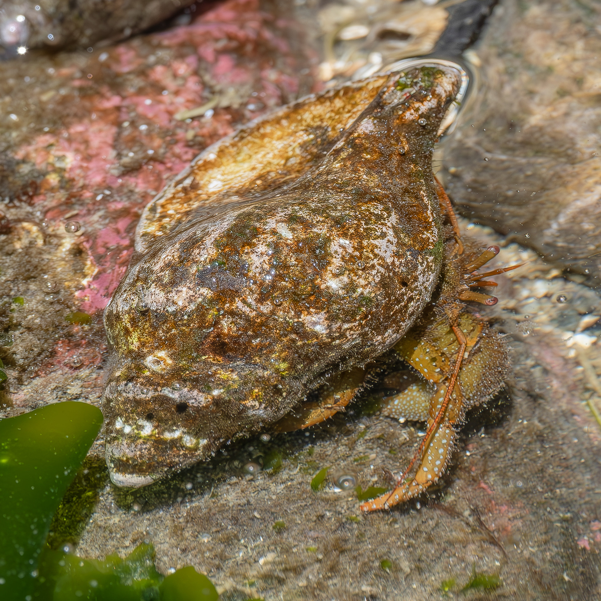 Grainy Hermit Crab, Iceberg Point