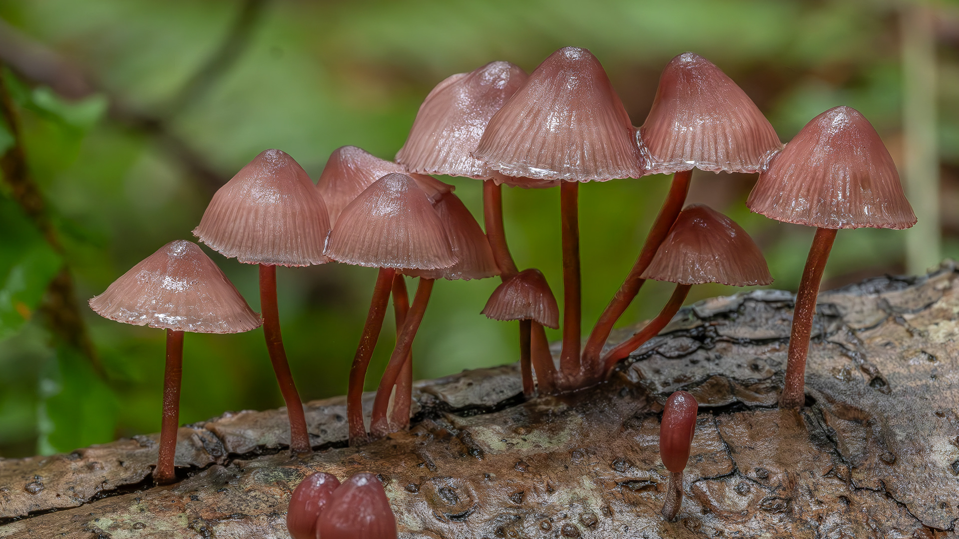Burgundydrop bonnet (Mycena haematopus), Hummel Lake