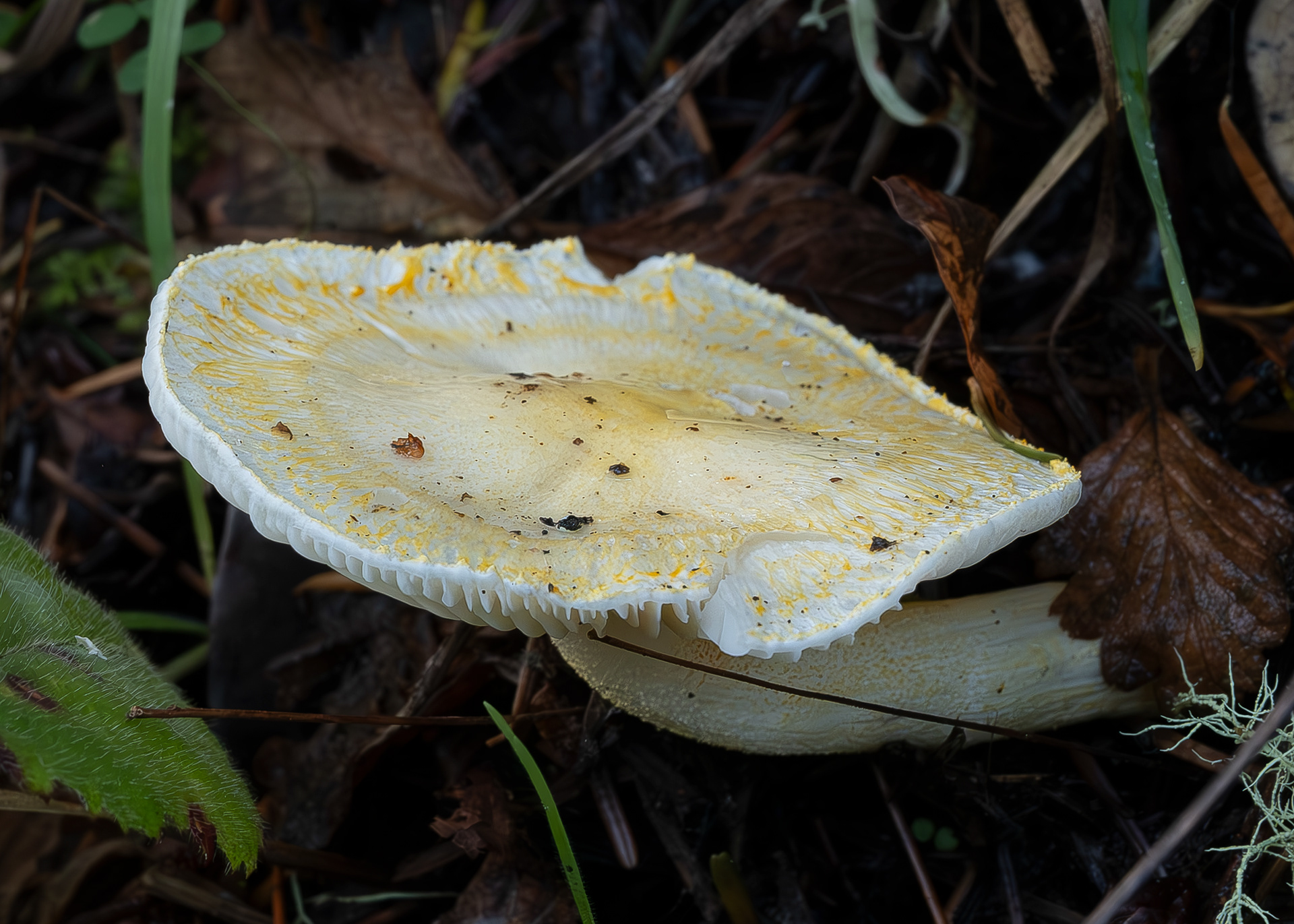 Gold-flecked woodwax (Hygrophorus chrysodon), Richard Marsh Preserve
