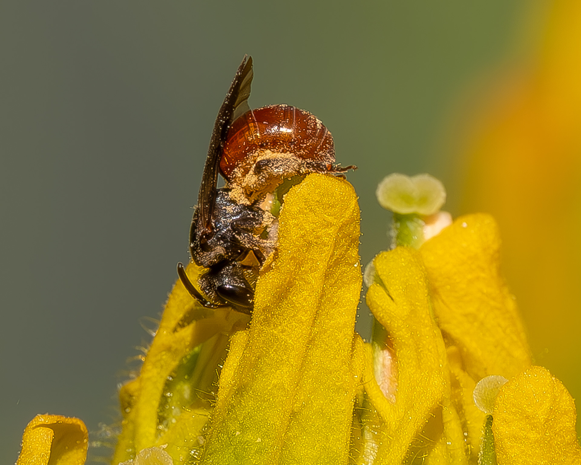 Cuckoo Bee, Sweat Bee (Sphecodes), Kjargaard Road